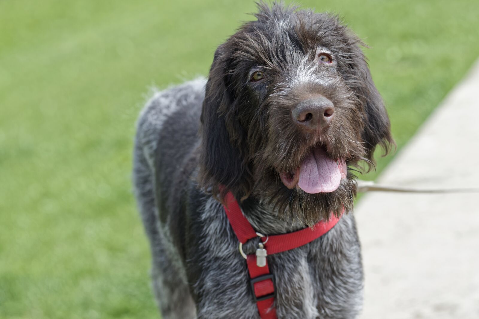 Nikon D5300 sample photo. Dog, gray, fur photography