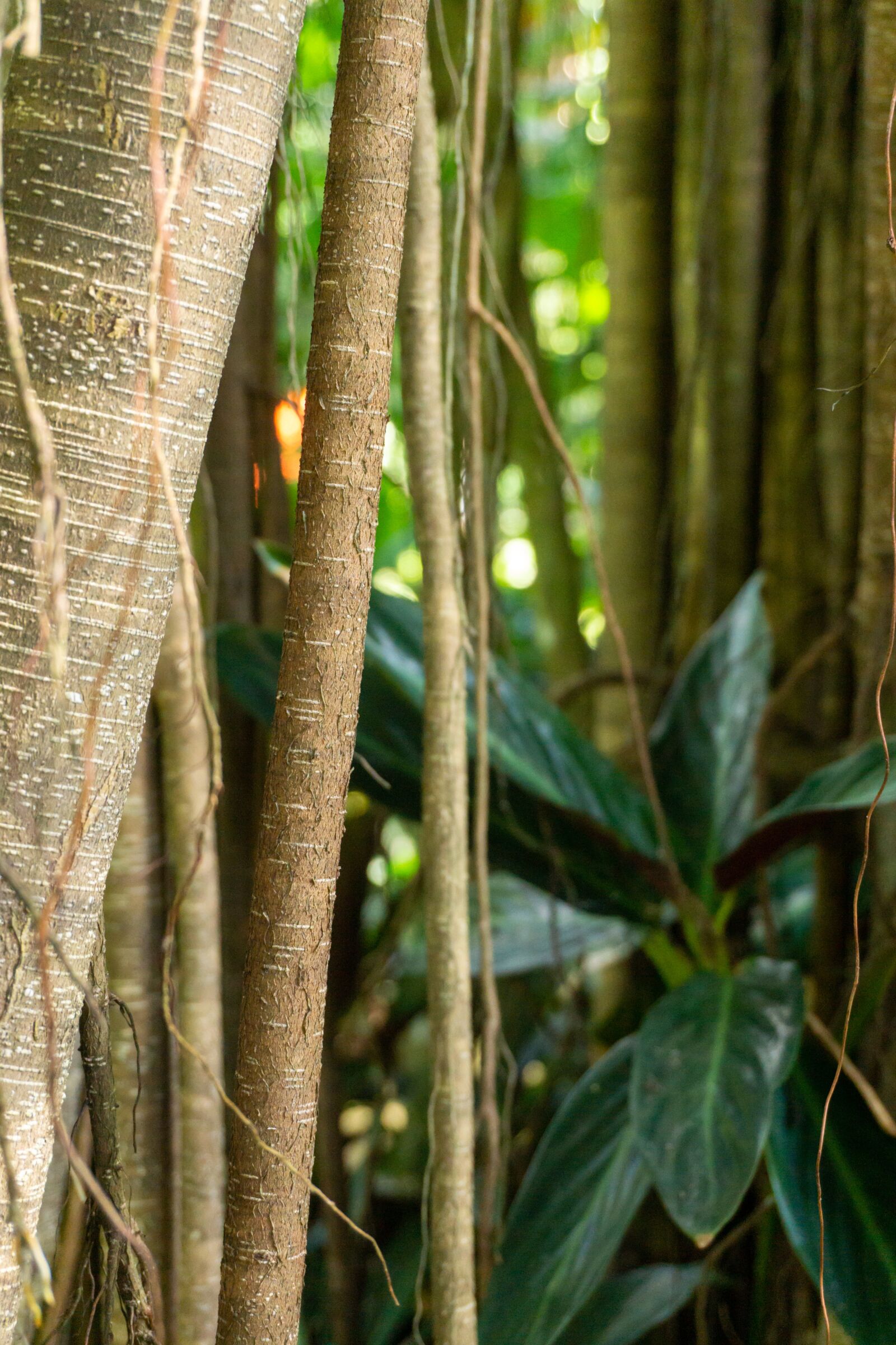 Sony a6000 sample photo. Bamboo, forest, nature photography