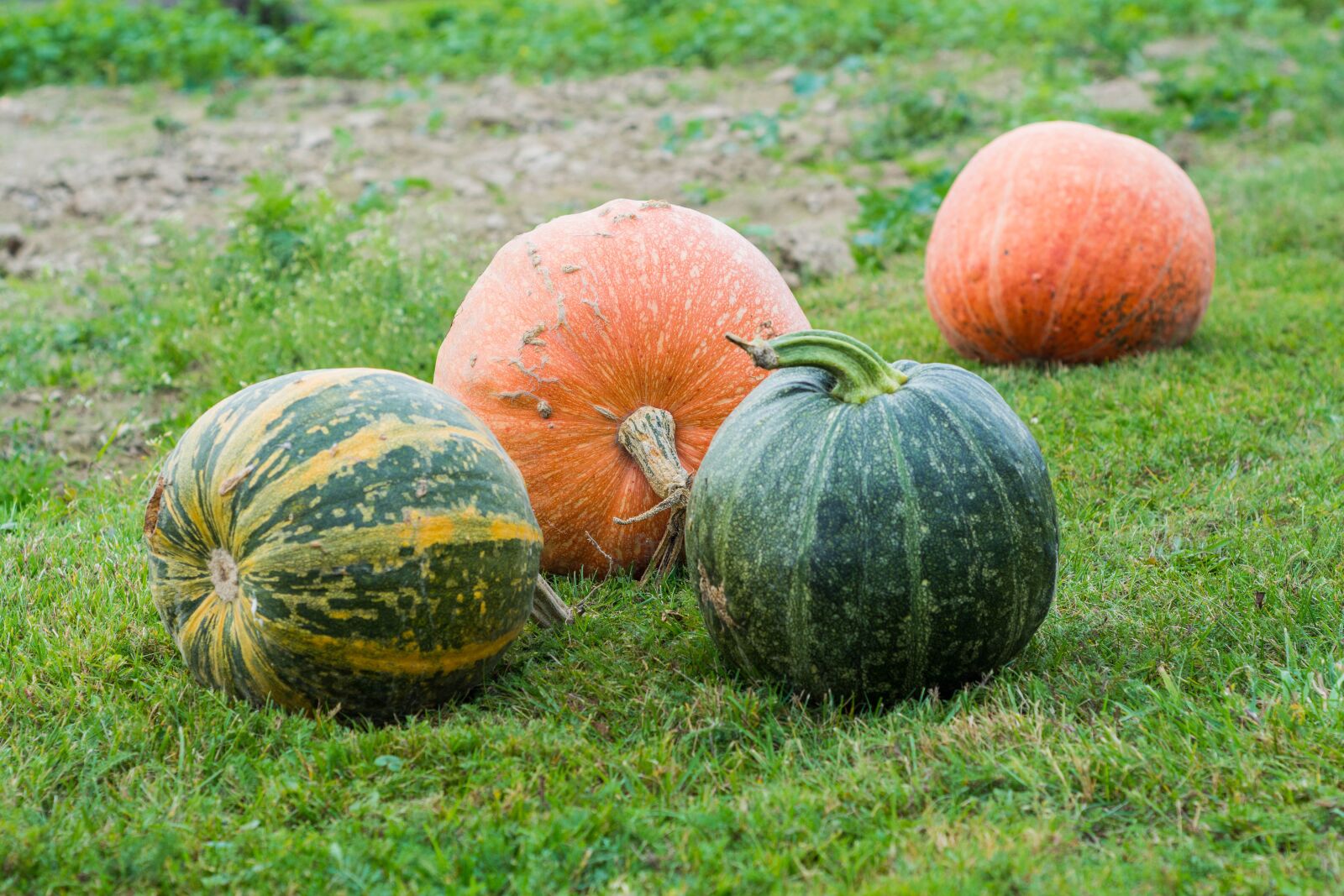 Nikon D5200 sample photo. Pumpkins, pumpkin, autumn photography