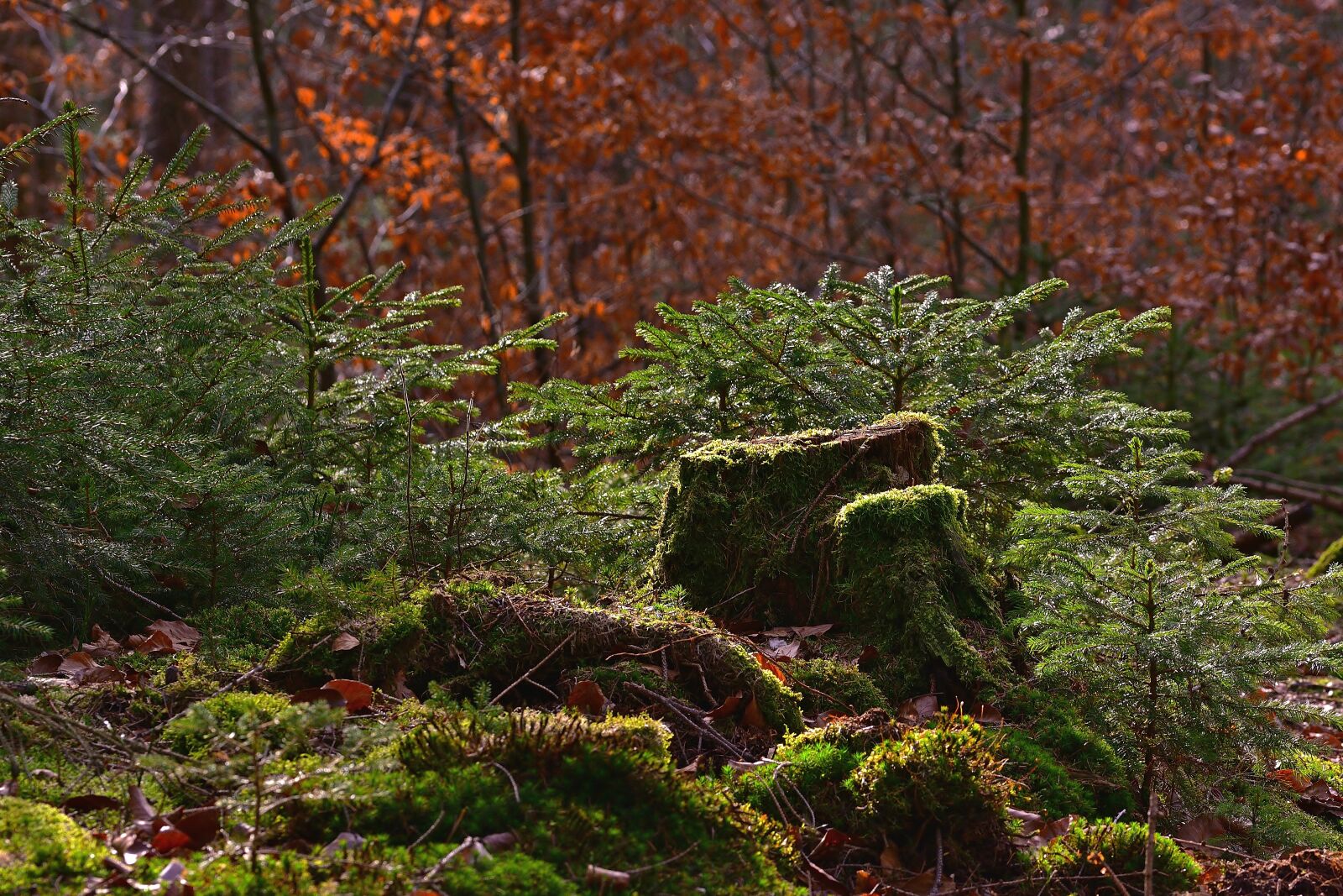 Nikon D5200 sample photo. Forest, nature, tree stump photography