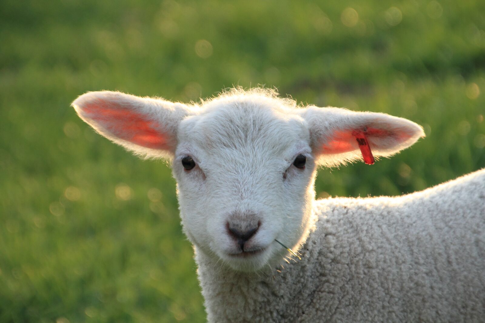 Canon EOS 7D sample photo. Easter, lamb, cute photography