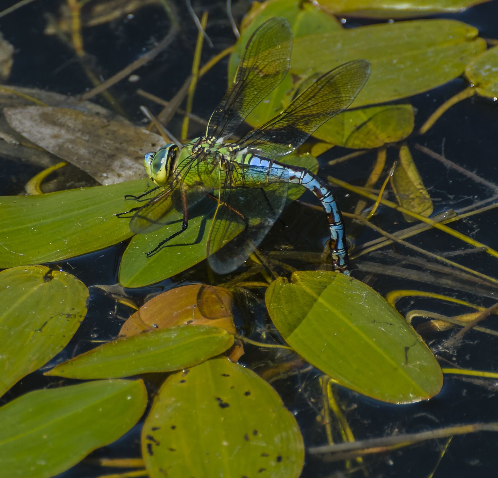 Nikon D7200 sample photo. Dragonfly, emperor, wildlife photography