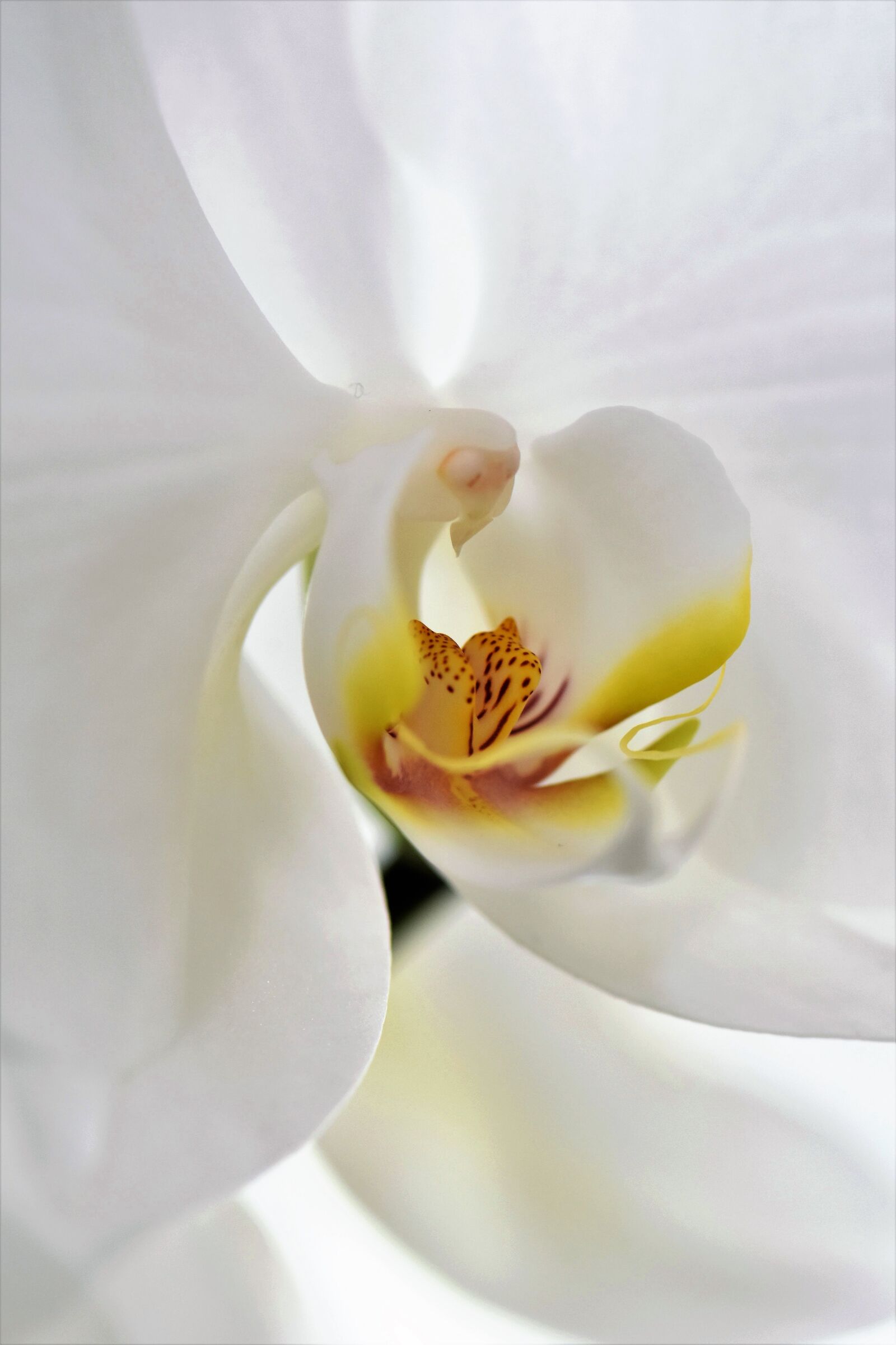 Nikon D5500 sample photo. Orchid, flower, blossom photography