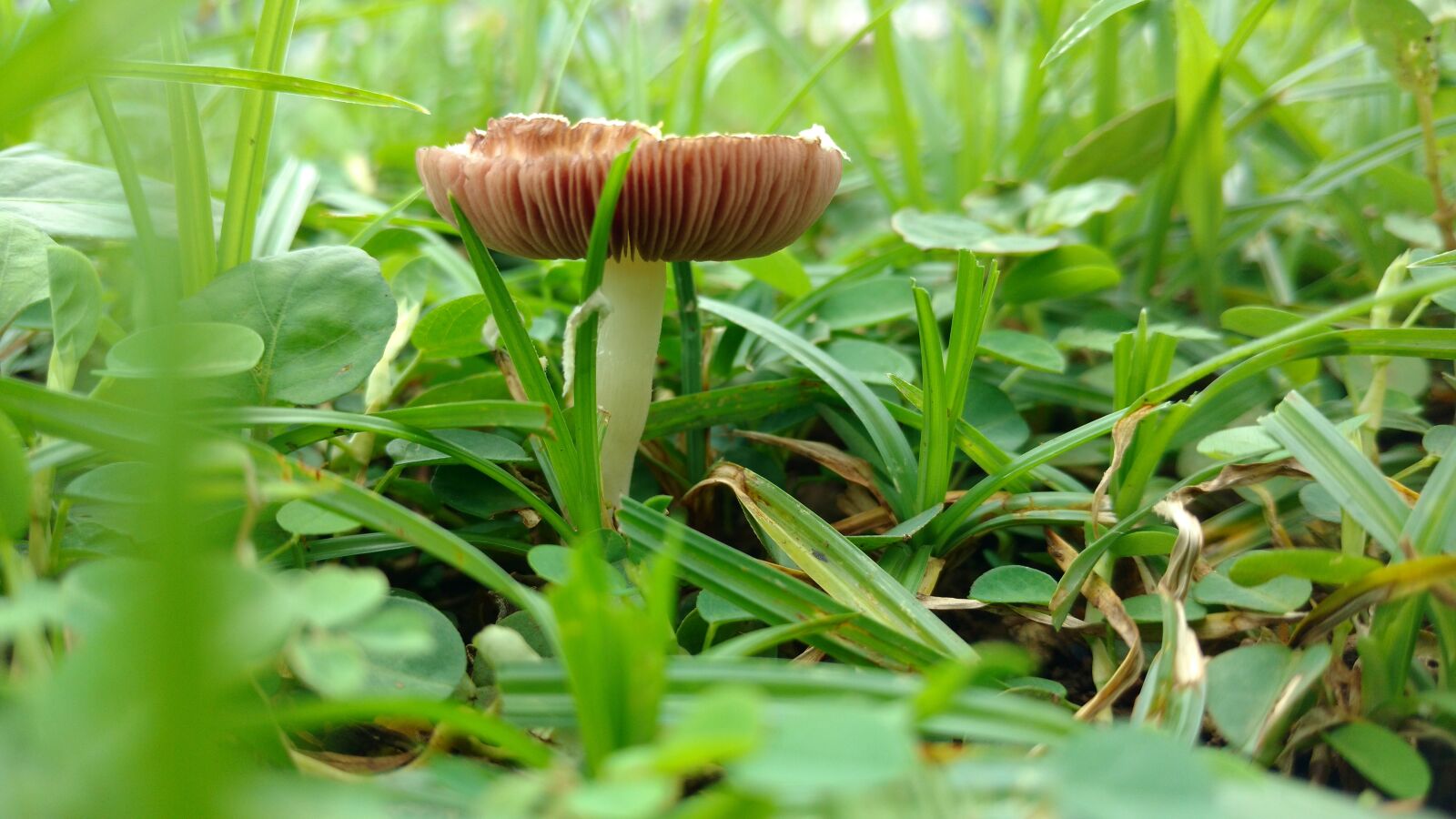 Motorola Moto X Play sample photo. Grass, green, sunlight photography