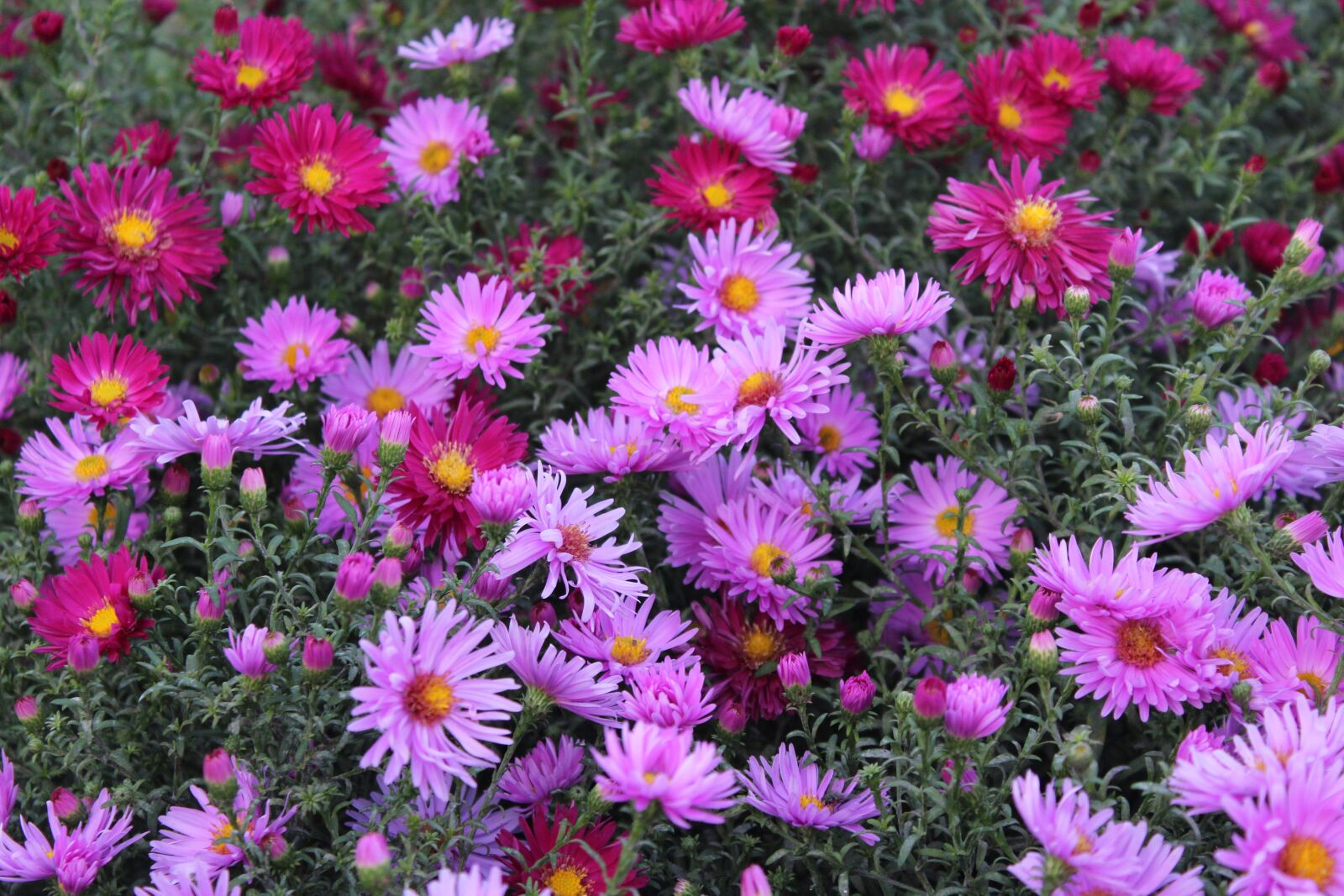 Canon EOS 1200D (EOS Rebel T5 / EOS Kiss X70 / EOS Hi) sample photo. Marcinki, astra, flower autumn photography