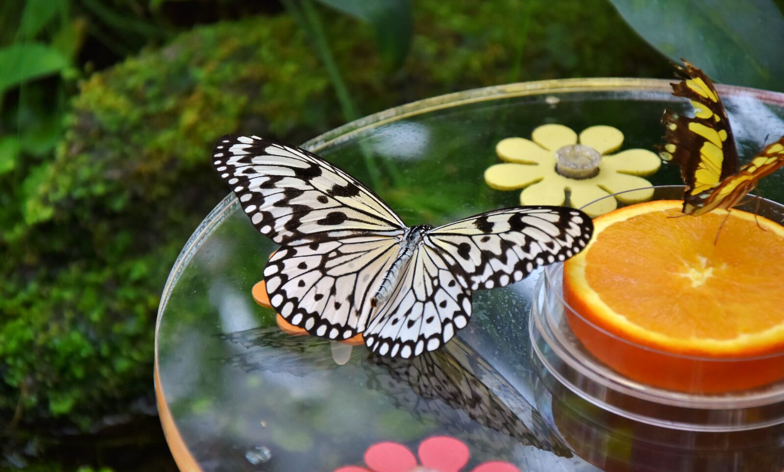 Nikon D7200 sample photo. Butterfly, insect, butterflies photography