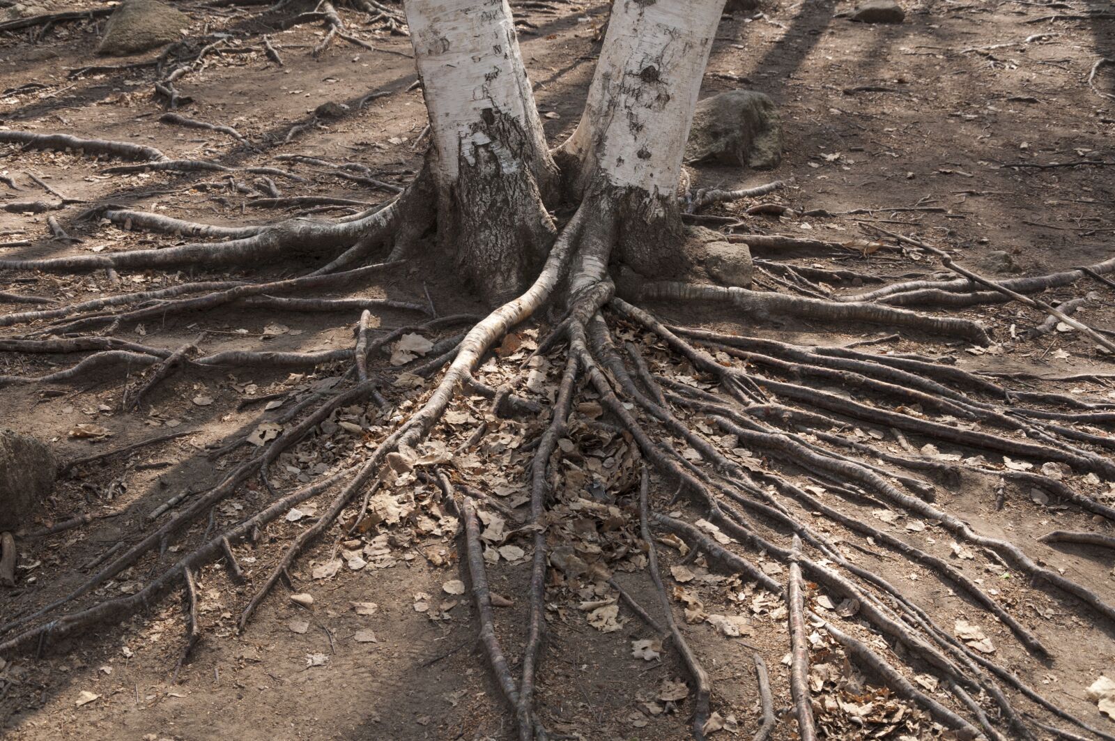 Nikon D90 sample photo. Tree roots, twins, land photography
