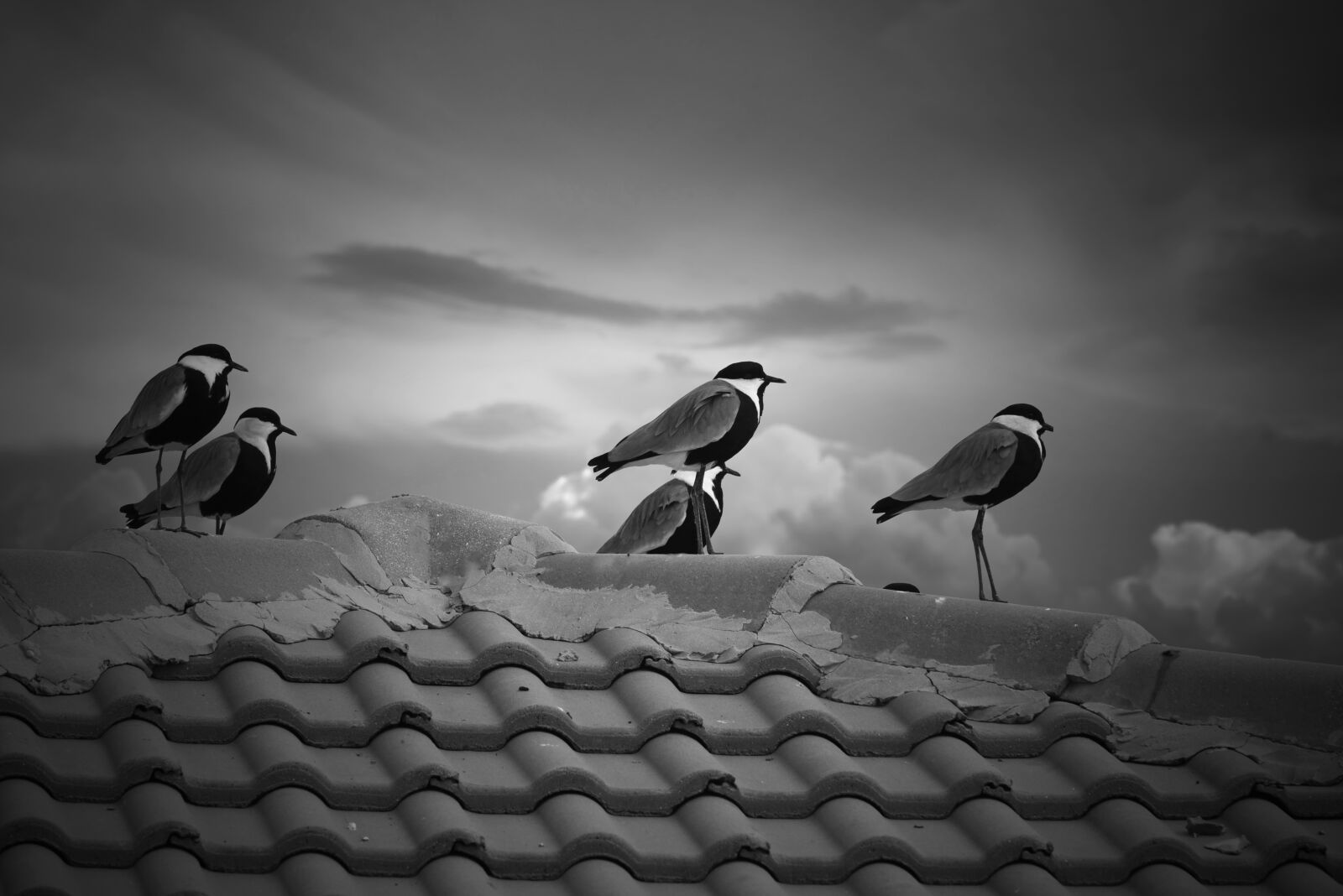 Nikon D750 sample photo. Bird, nature, outdoors photography