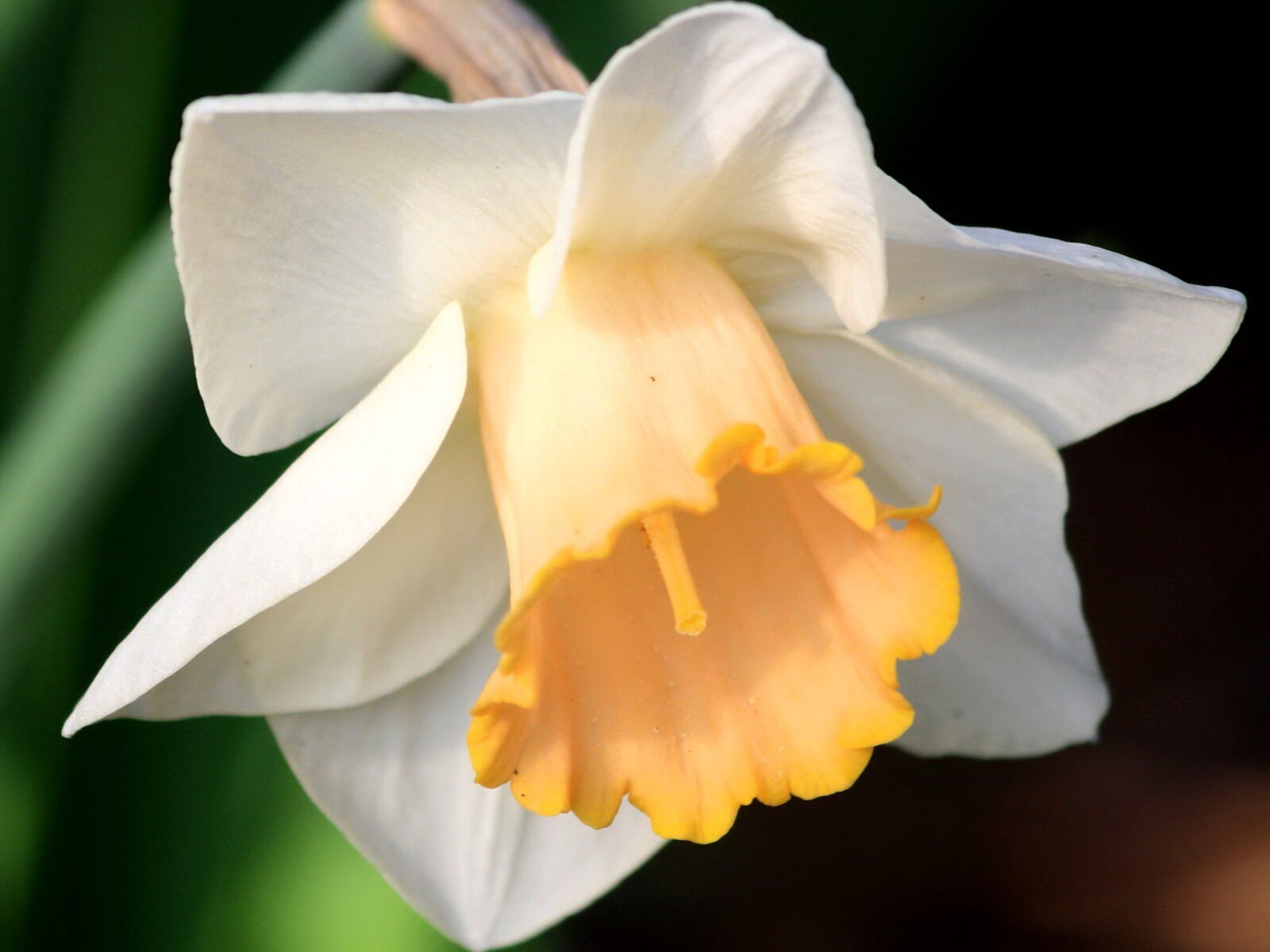 Canon EOS 1000D (EOS Digital Rebel XS / EOS Kiss F) + f/4-5.6 IS II sample photo. Yellow daffodil, pistil, petals photography