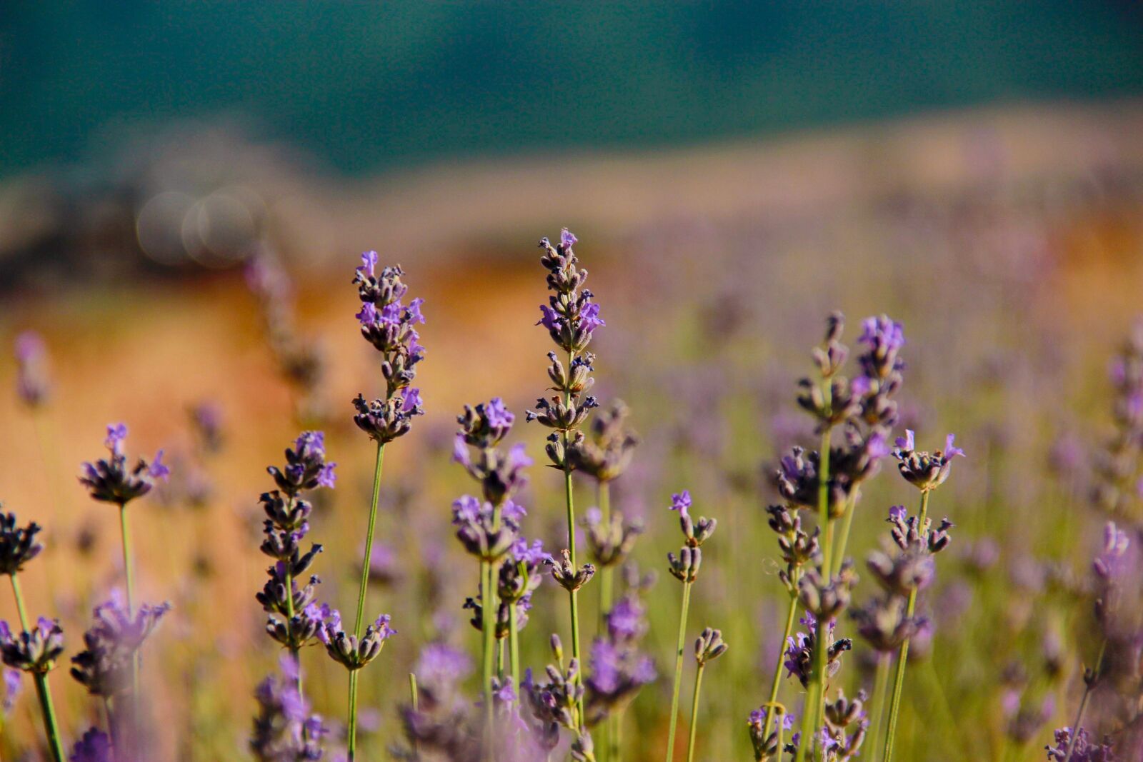 Canon EF-S 18-135mm F3.5-5.6 IS sample photo. Lavanta, flower, lavender photography