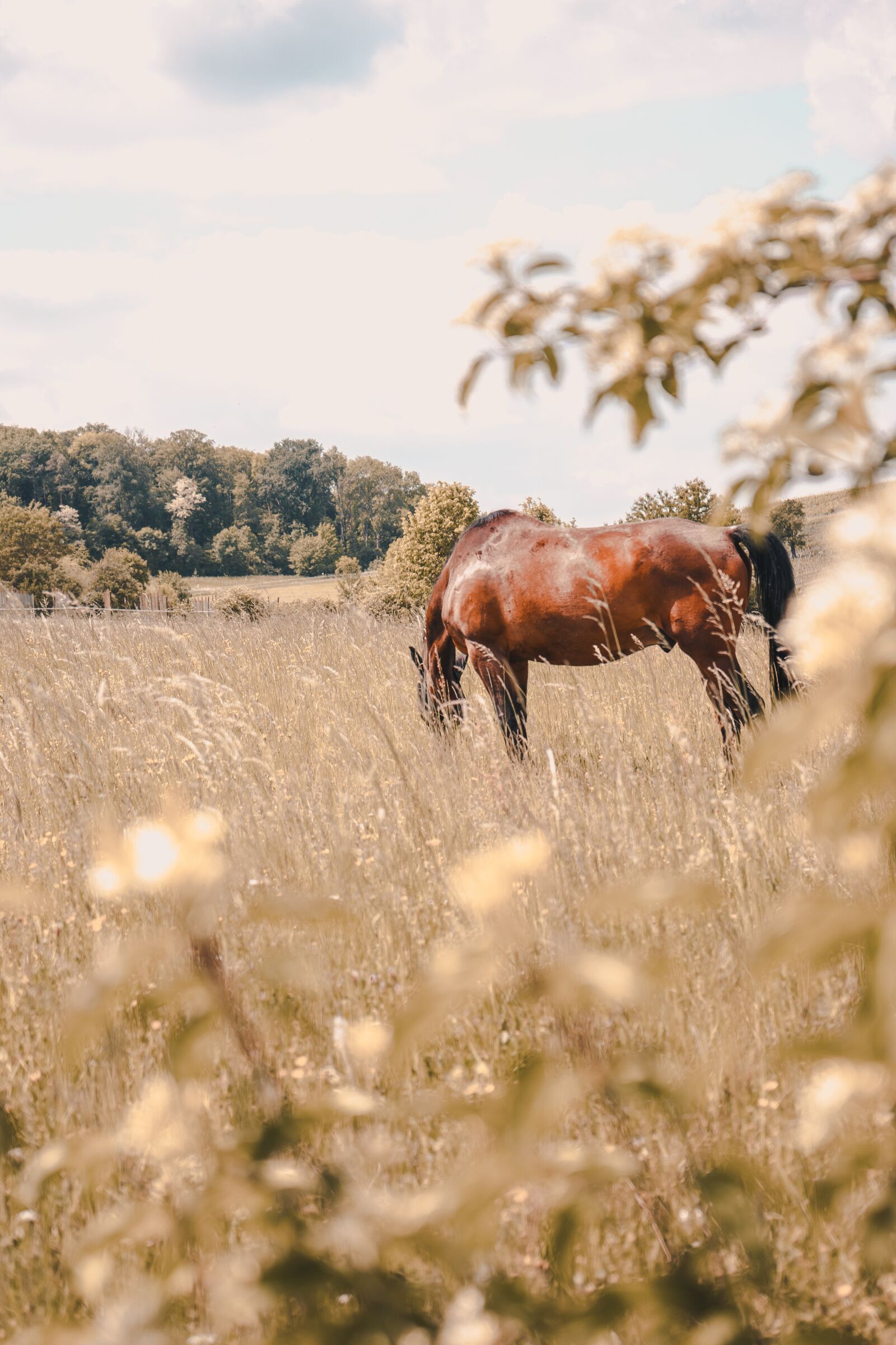 Sony a7 II + Sony FE 28-70mm F3.5-5.6 OSS sample photo. Horse, horses, nature photography