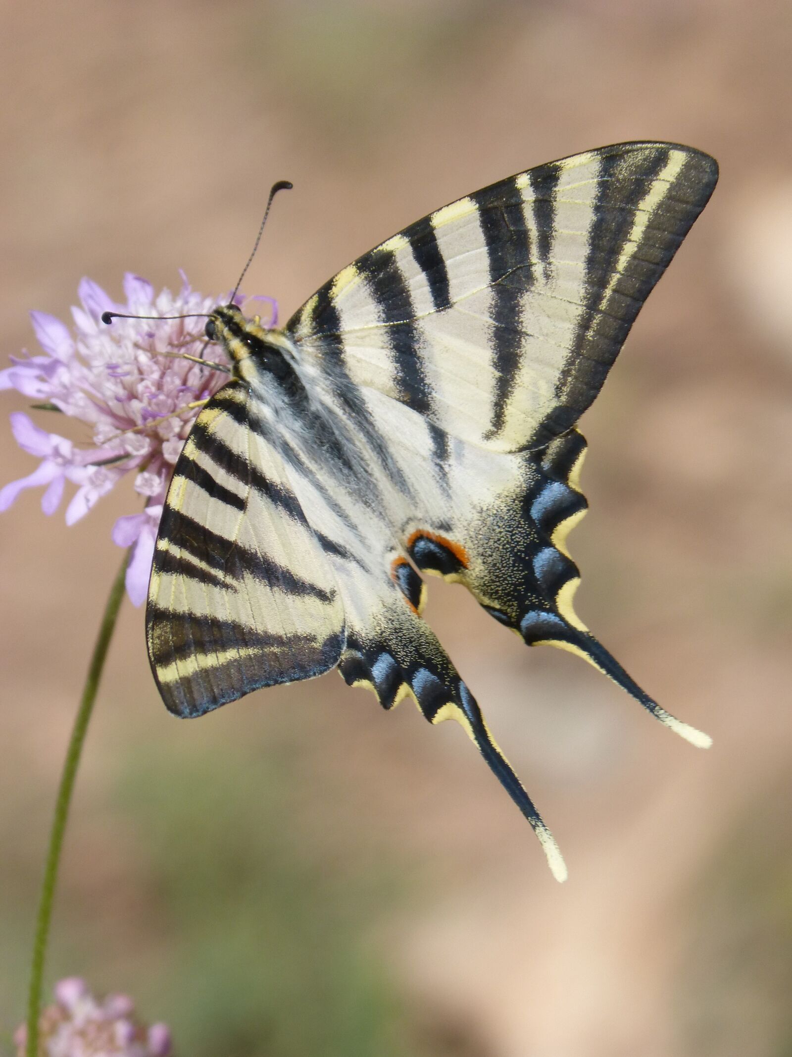 Panasonic DMC-FZ62 sample photo. Papilio machaon, butterfly, machaon photography