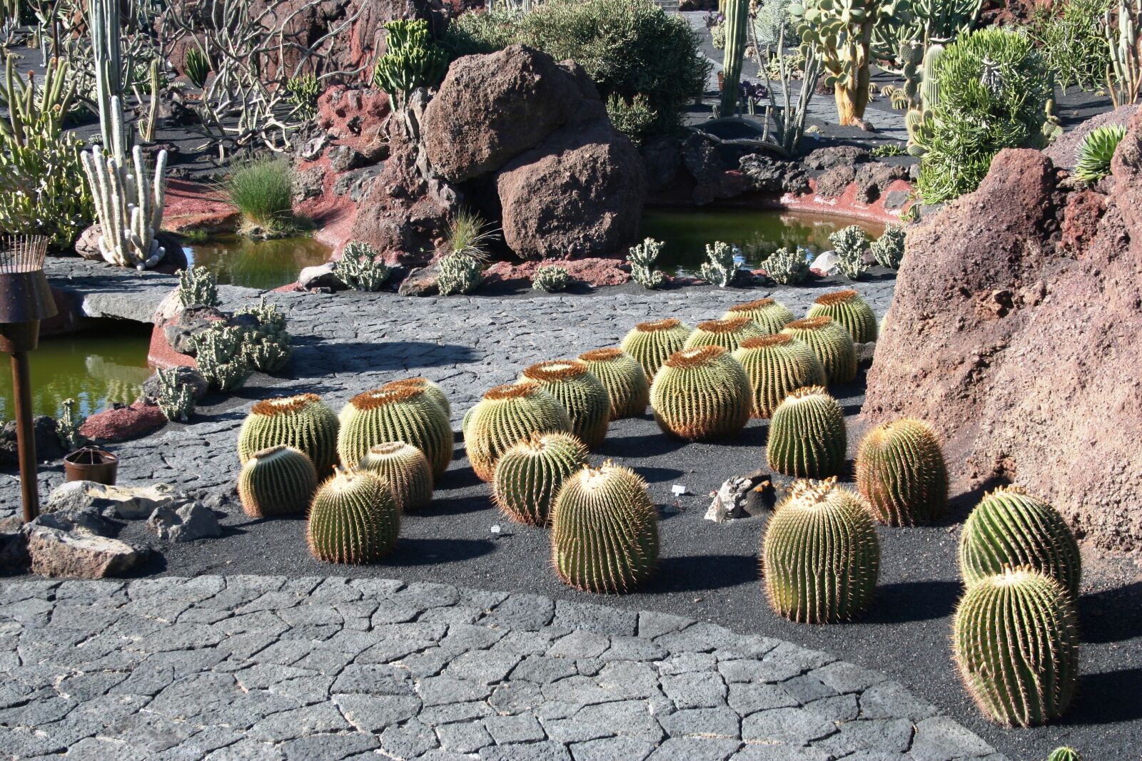 Canon EOS 350D (EOS Digital Rebel XT / EOS Kiss Digital N) sample photo. Cactus, lanzarote, museum photography