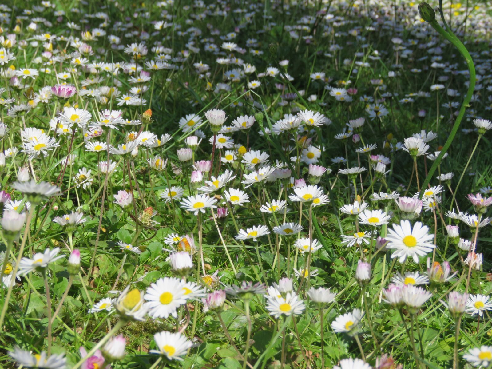 Canon PowerShot SX60 HS sample photo. Margrietjes, grass, lawn photography