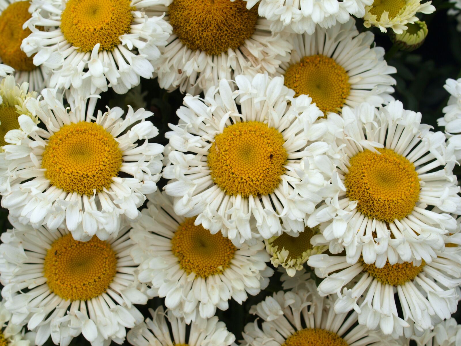 Olympus E-520 (EVOLT E-520) sample photo. Flower, nature, flora photography