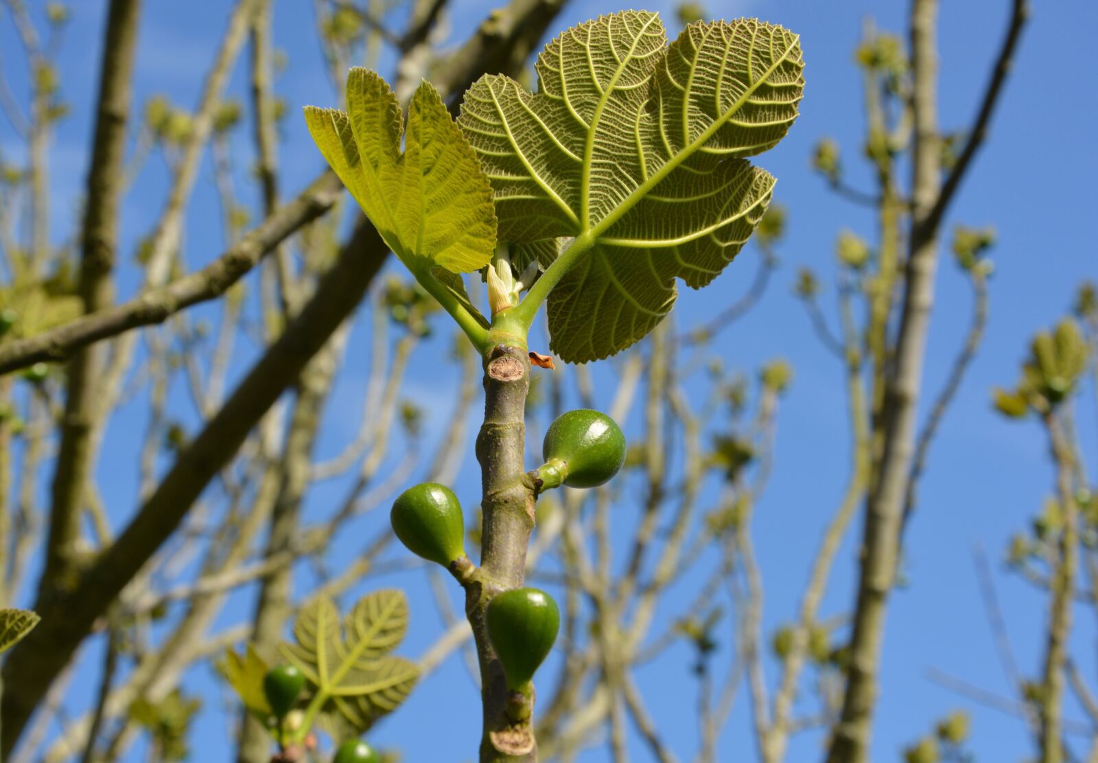 Nikon D5200 sample photo. Fig tree, figs, green photography