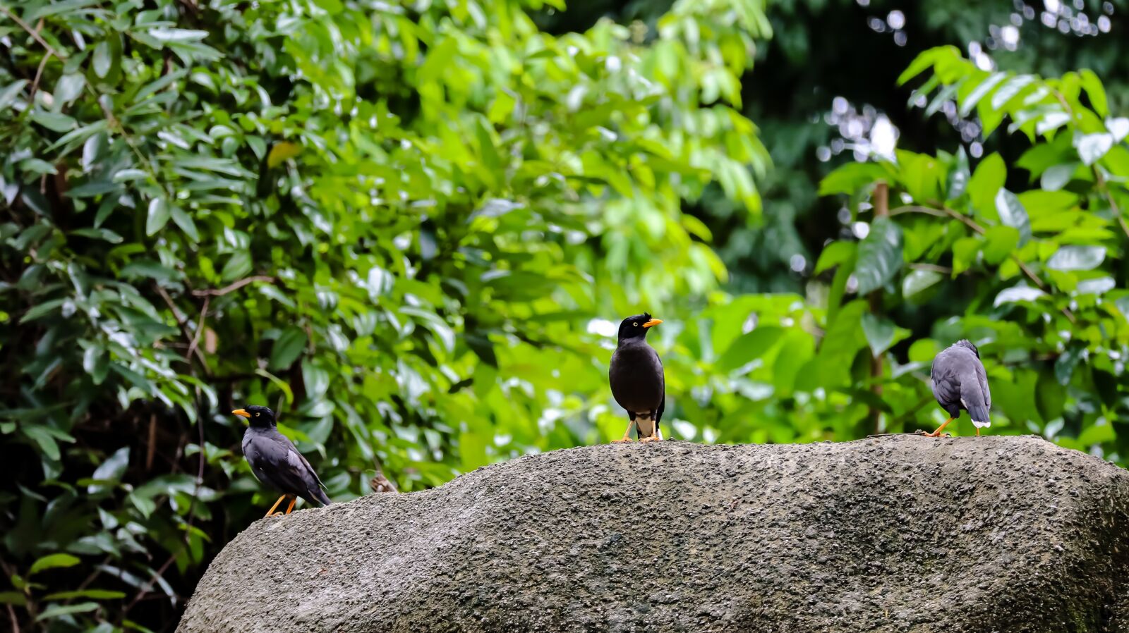 Canon EOS M50 (EOS Kiss M) + Canon EF-M 55-200mm F4.5-6.3 IS STM sample photo. Three birds, birds, animals photography