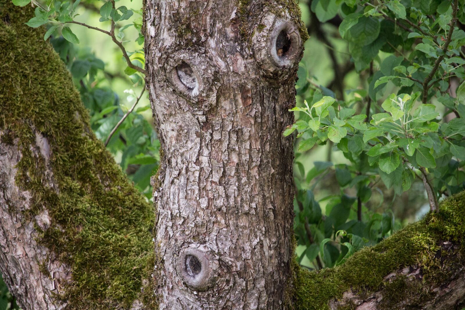 Canon EF-S 55-250mm F4-5.6 IS STM sample photo. Tree, log, bark photography