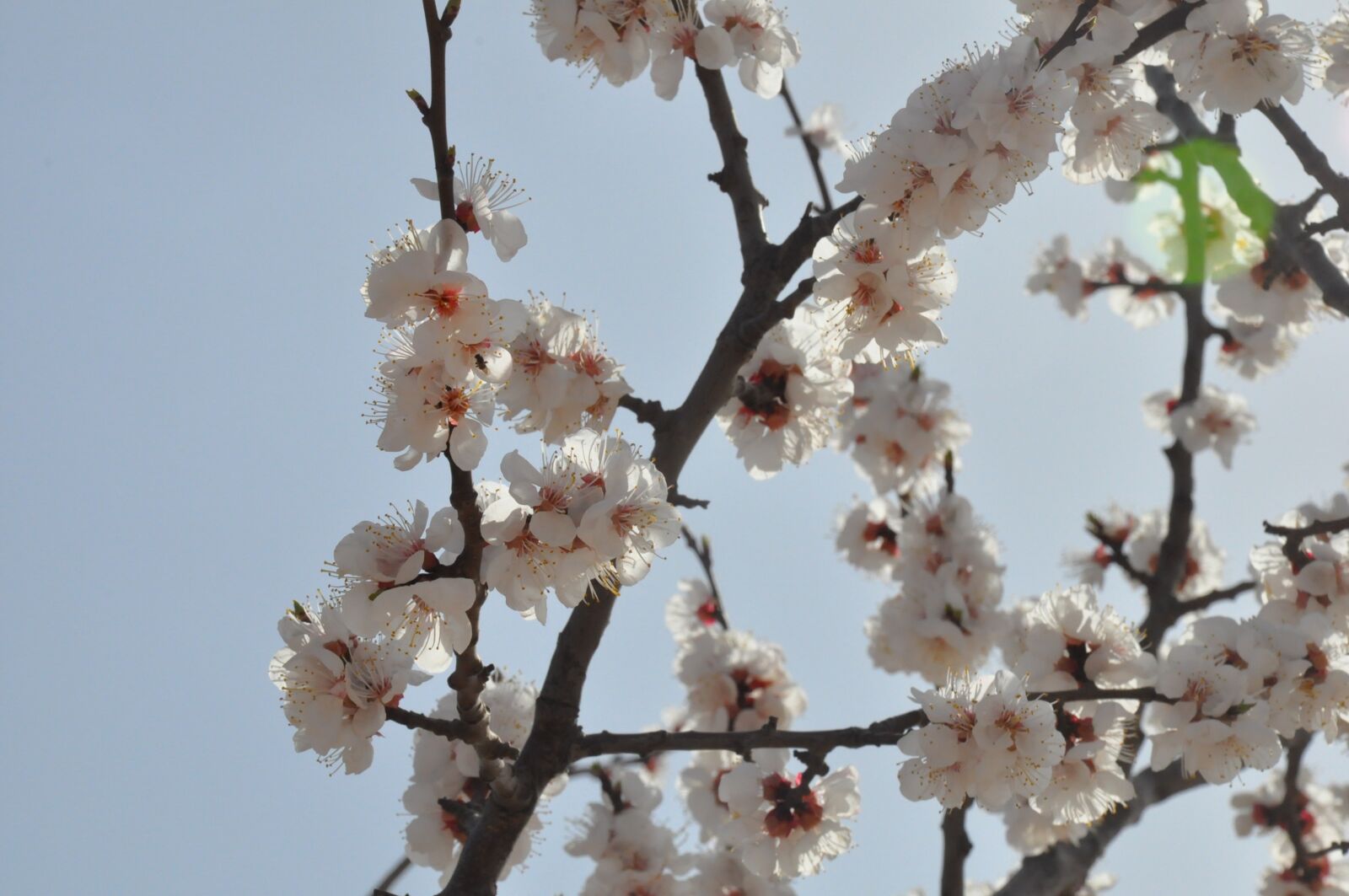 Nikon D90 sample photo. Shanxi, apricot, open photography