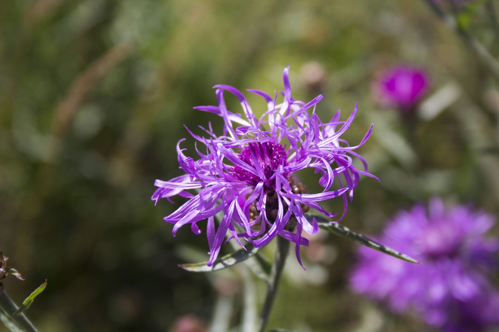 Canon EF-S 18-55mm F3.5-5.6 II sample photo. Flower, garden, flora photography