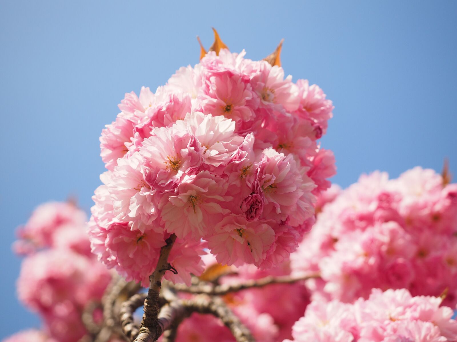 Olympus OM-D E-M1 + Olympus M.Zuiko Digital ED 12-40mm F2.8 Pro sample photo. Cherry blossom, japanese cherry photography