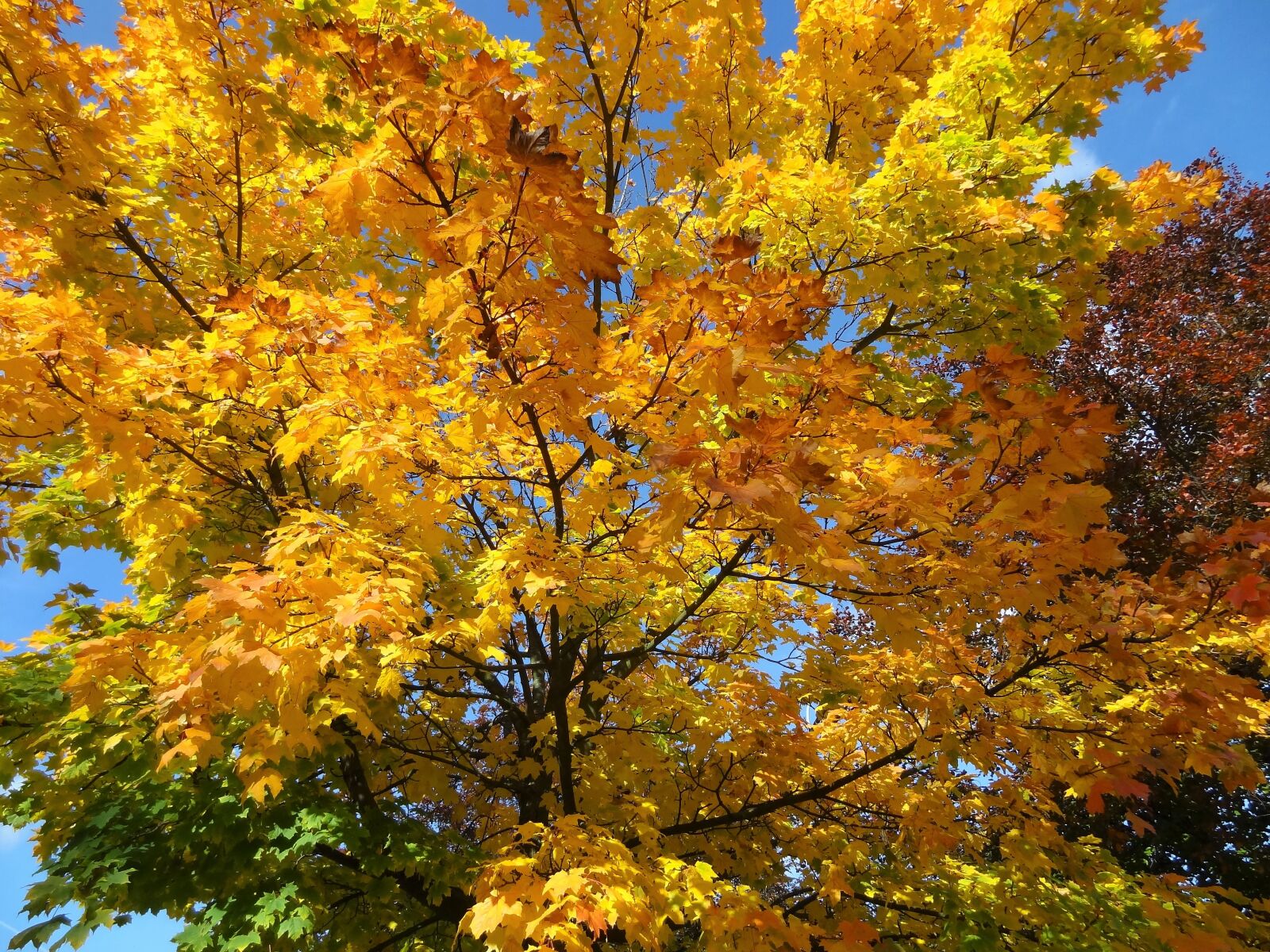 Sony Cyber-shot DSC-HX9V sample photo. Autumn, nostalgia, romance photography