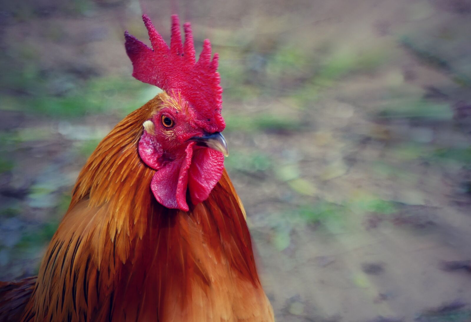 Panasonic Lumix DMC-FZ300 sample photo. Hahn, bird, animal photography