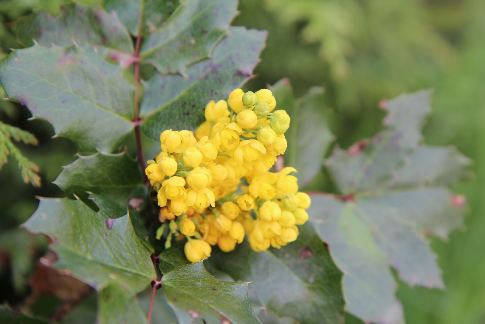 Canon EOS 600D (Rebel EOS T3i / EOS Kiss X5) sample photo. Holly, holly yellow, yellow photography