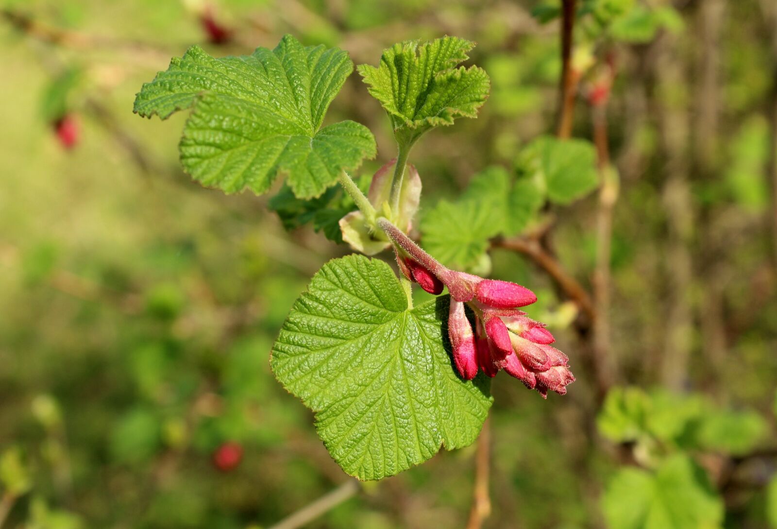 Canon EOS 1200D (EOS Rebel T5 / EOS Kiss X70 / EOS Hi) sample photo. Spring, currant decorative, ornamental photography