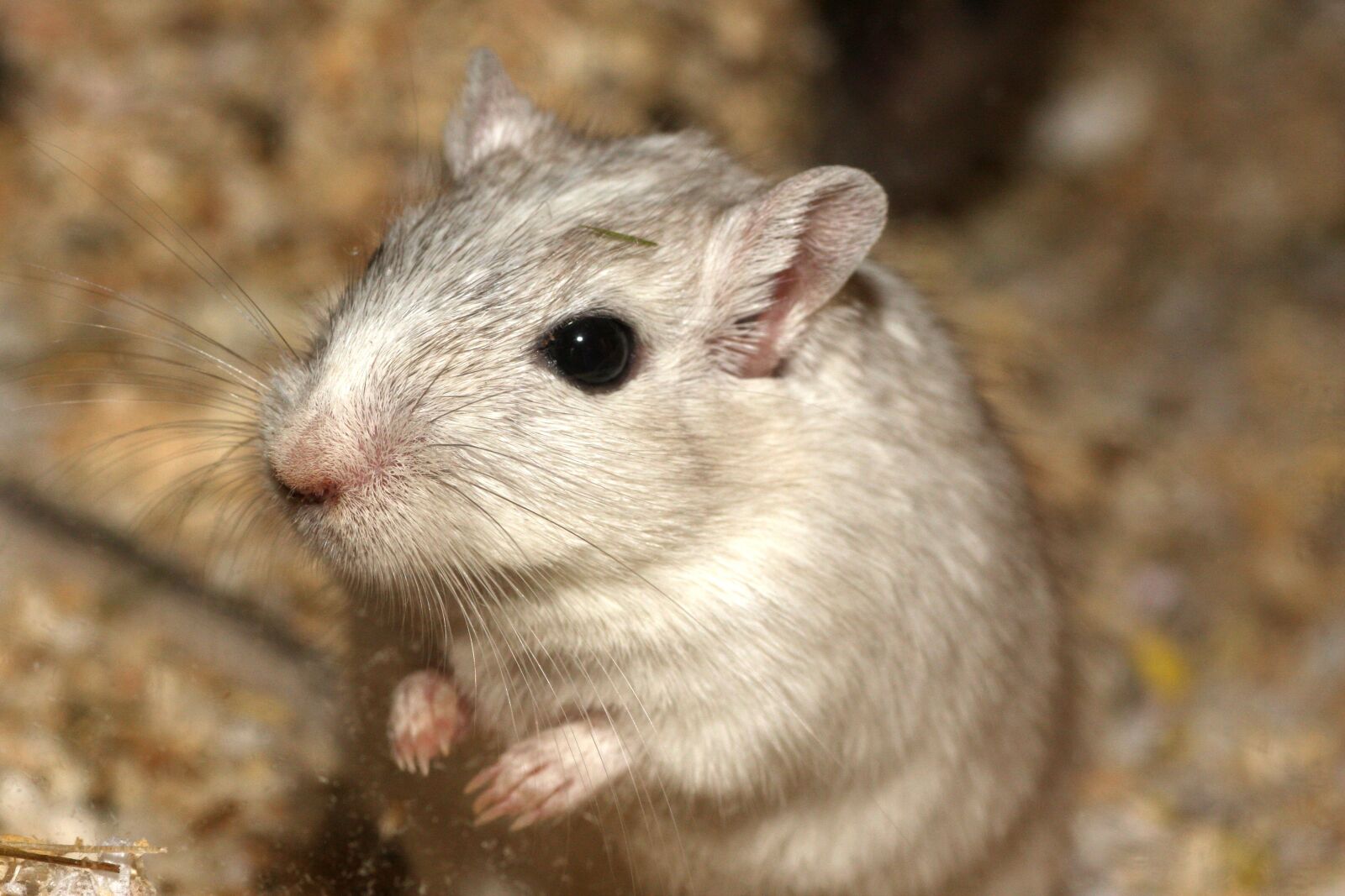 Canon EOS 40D sample photo. Hamster, mouse, white photography