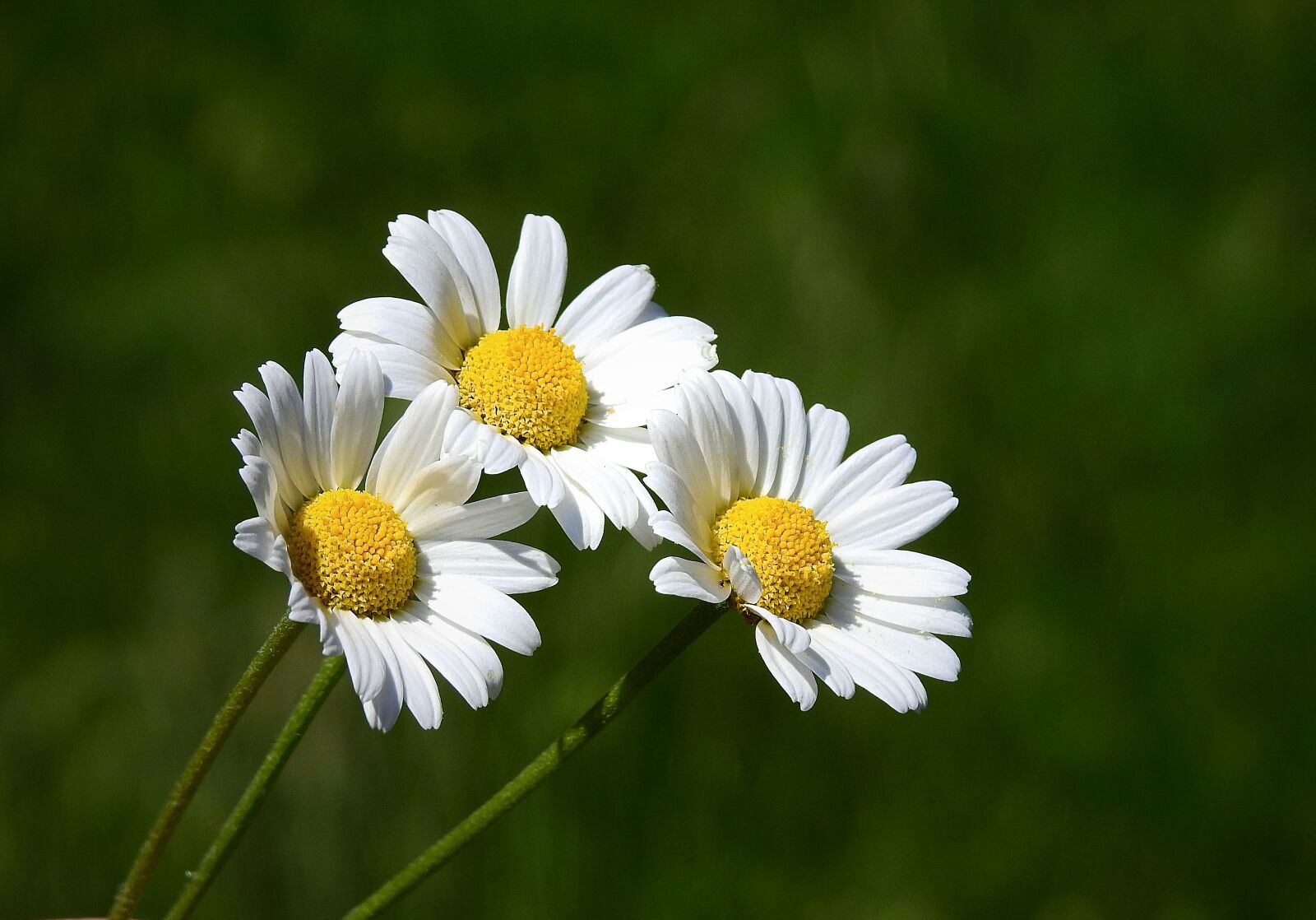 Nikon Coolpix P900 sample photo. Wildflowers, nature, beauty photography