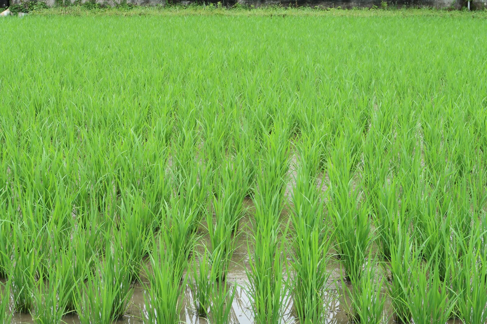 Canon PowerShot G7 X Mark II sample photo. Landscape, paddy field, rice photography