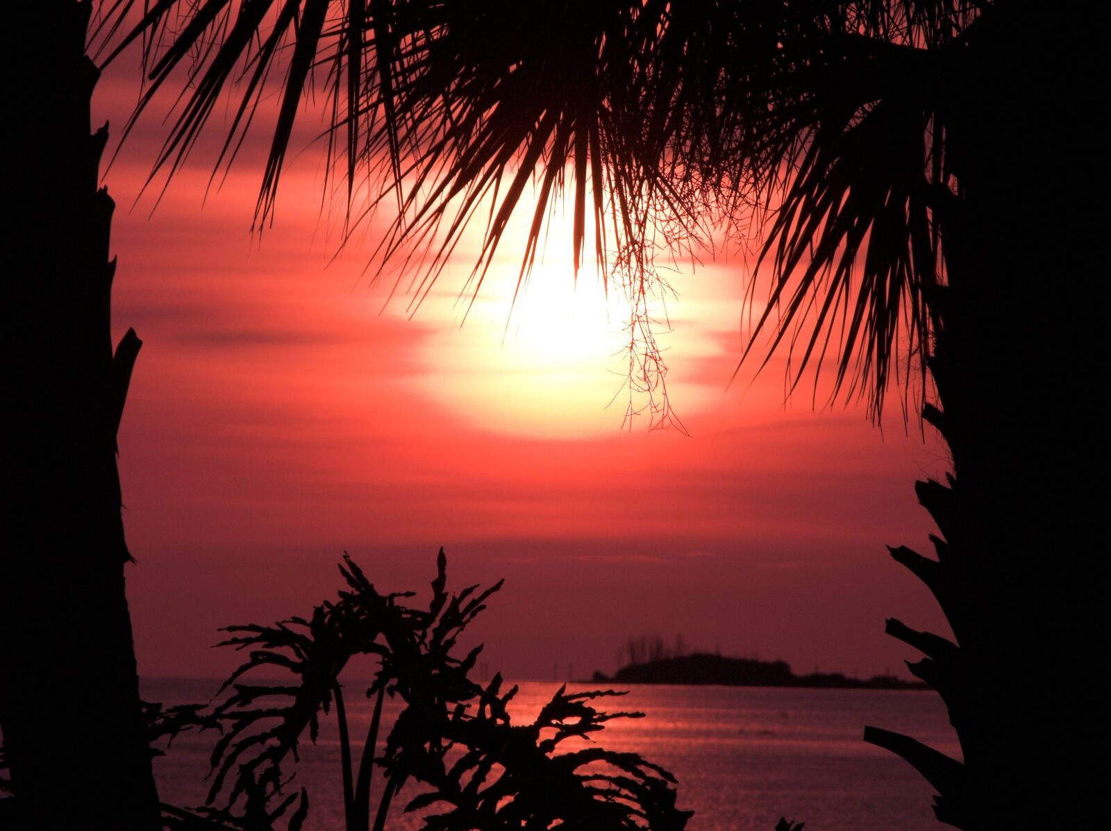 Nikon E8700 sample photo. Orange, sunset, palm trees photography