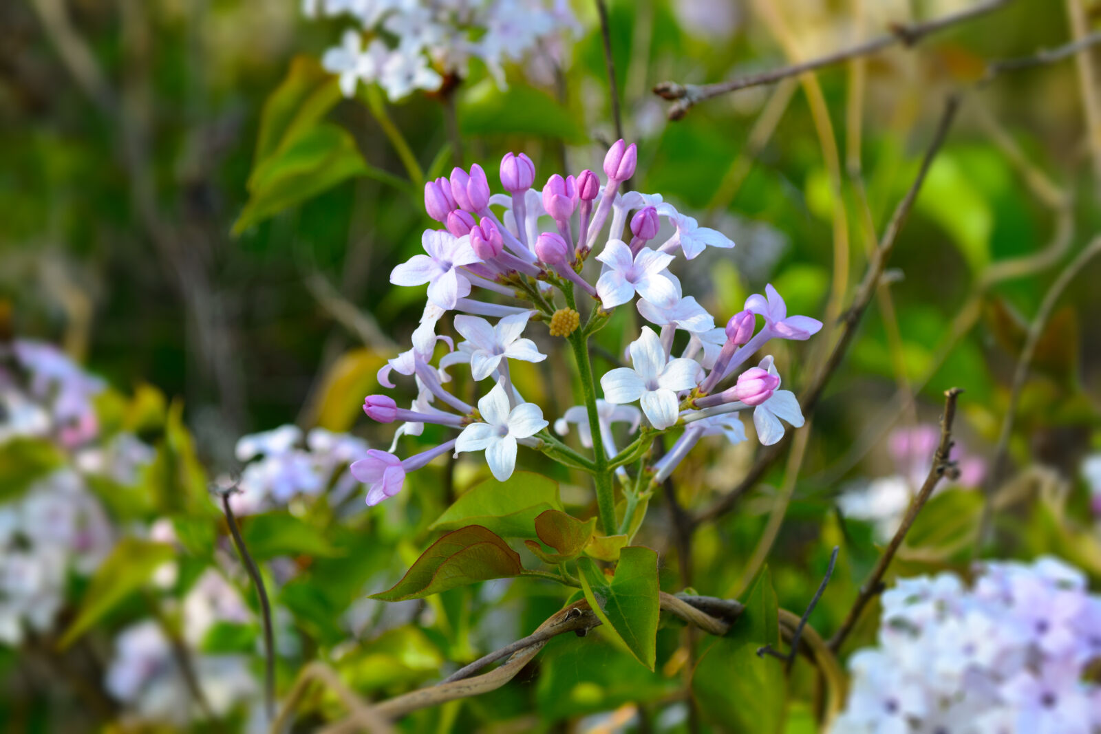 Nikon D5300 sample photo