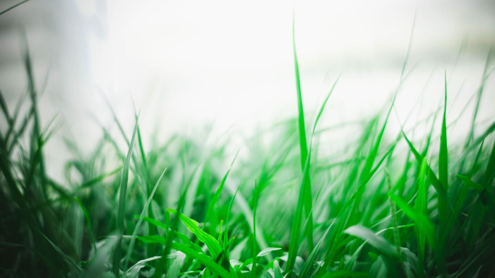 Sony FE 50mm F1.8 sample photo. Grass, green, nature photography