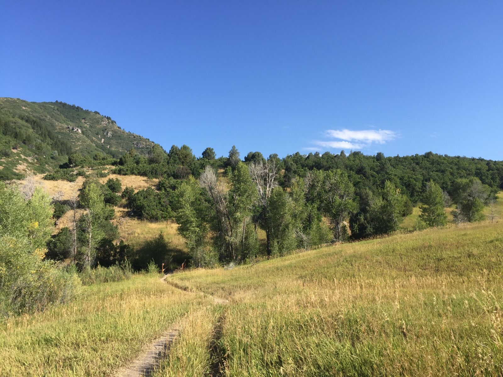 iPhone 6 Plus back camera 4.15mm f/2.2 sample photo. Trail, trees, landscape photography