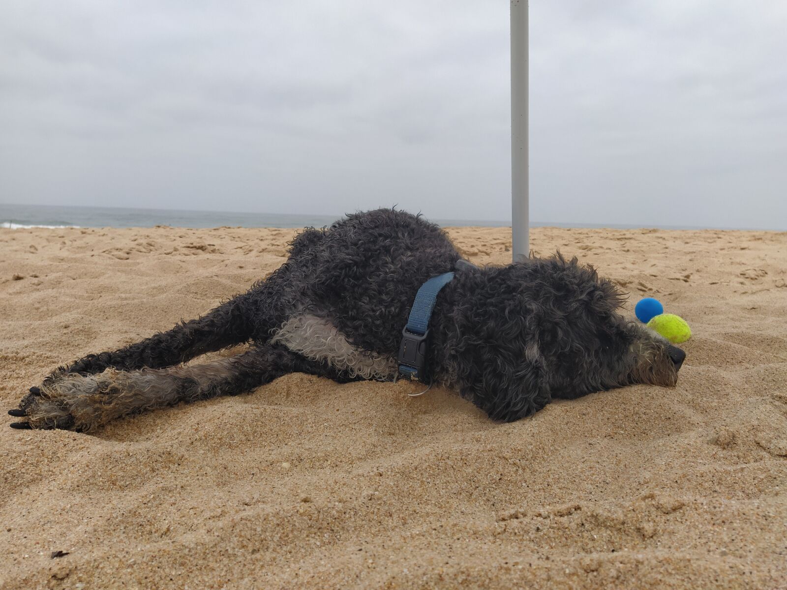 Xiaomi Mi A3 sample photo. Dog, beach, pet photography