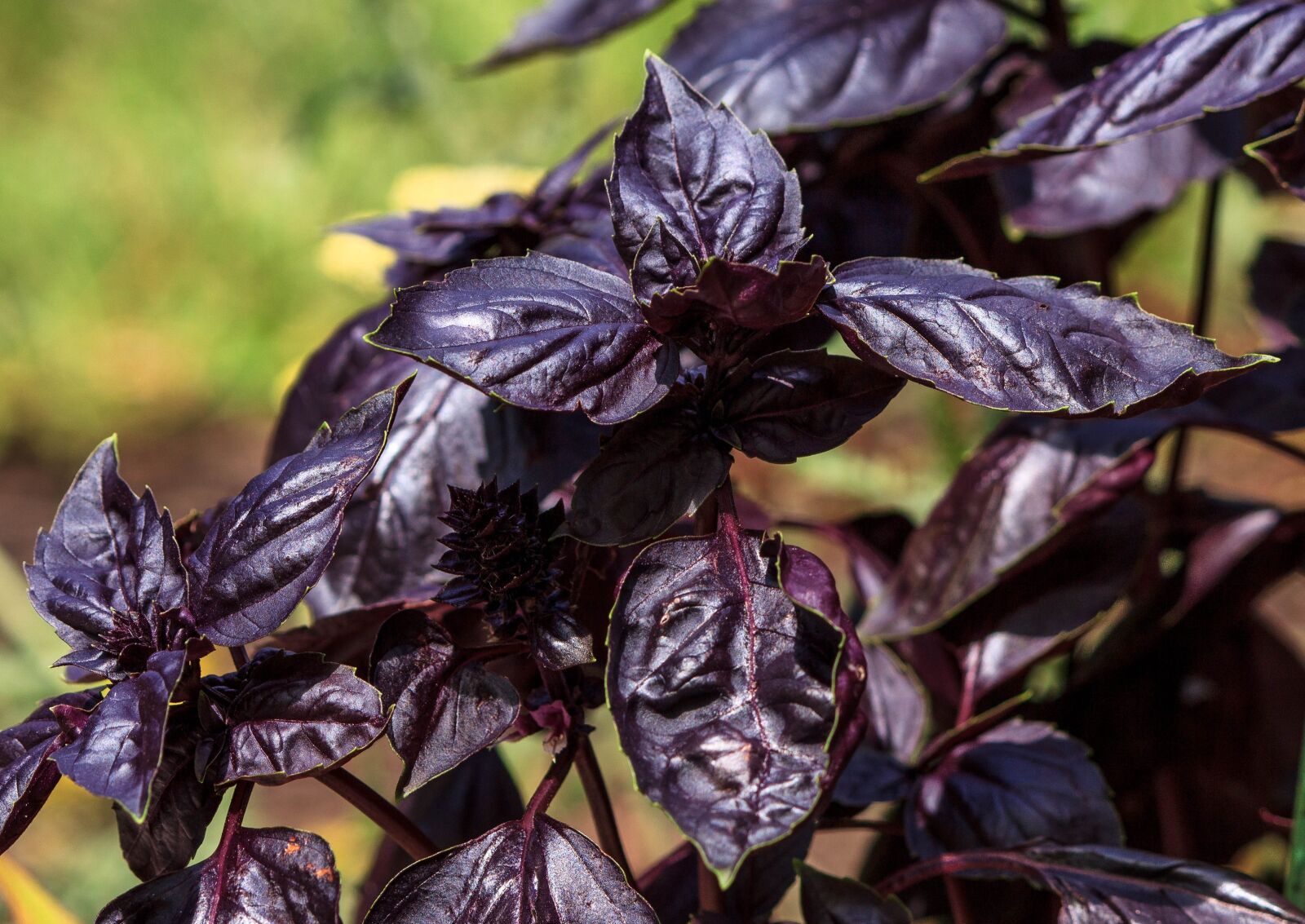 Canon EOS 600D (Rebel EOS T3i / EOS Kiss X5) sample photo. Purple basil, annual, herb photography