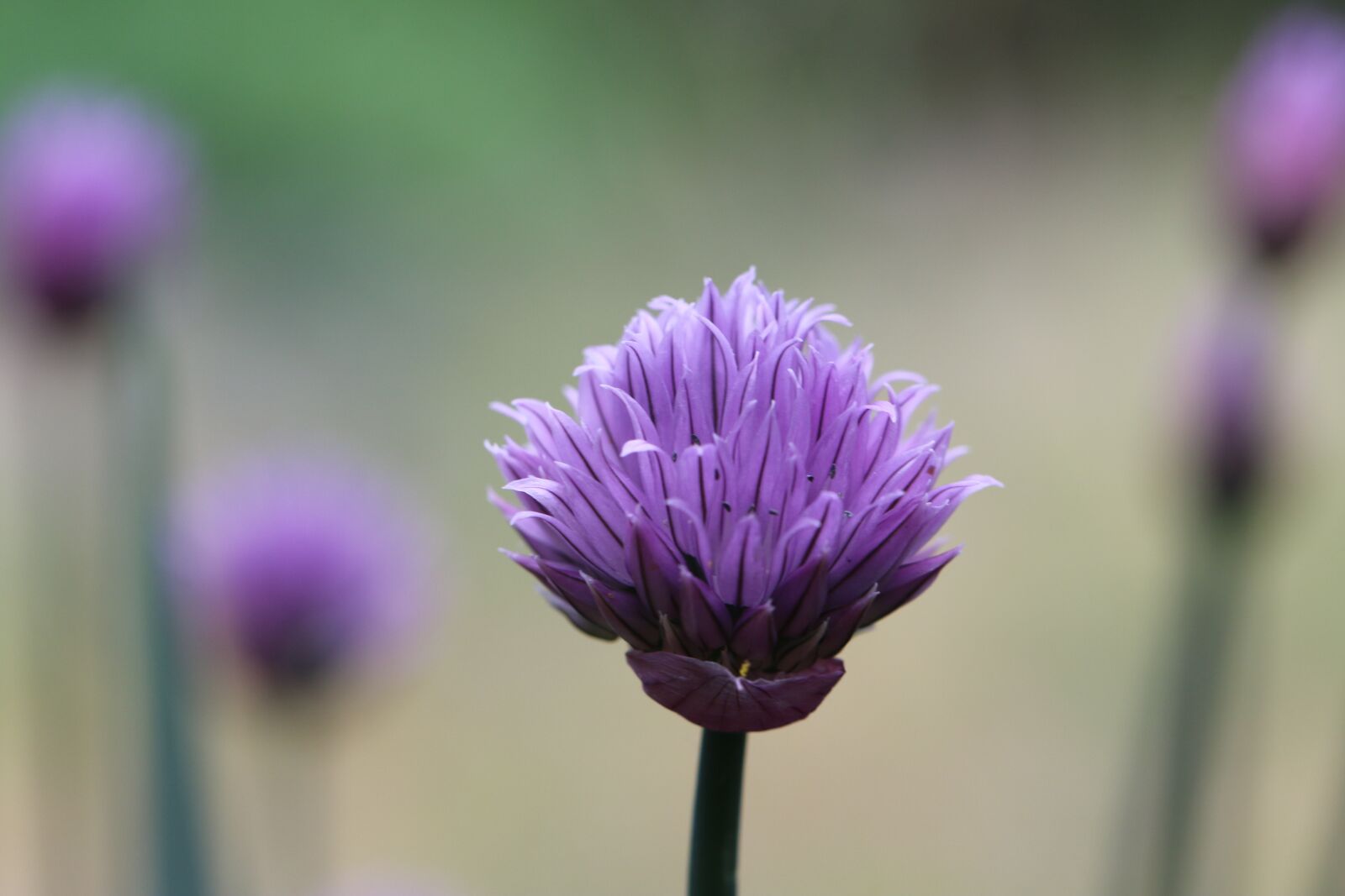 Canon EOS 70D sample photo. Chives, flower, aromatic photography