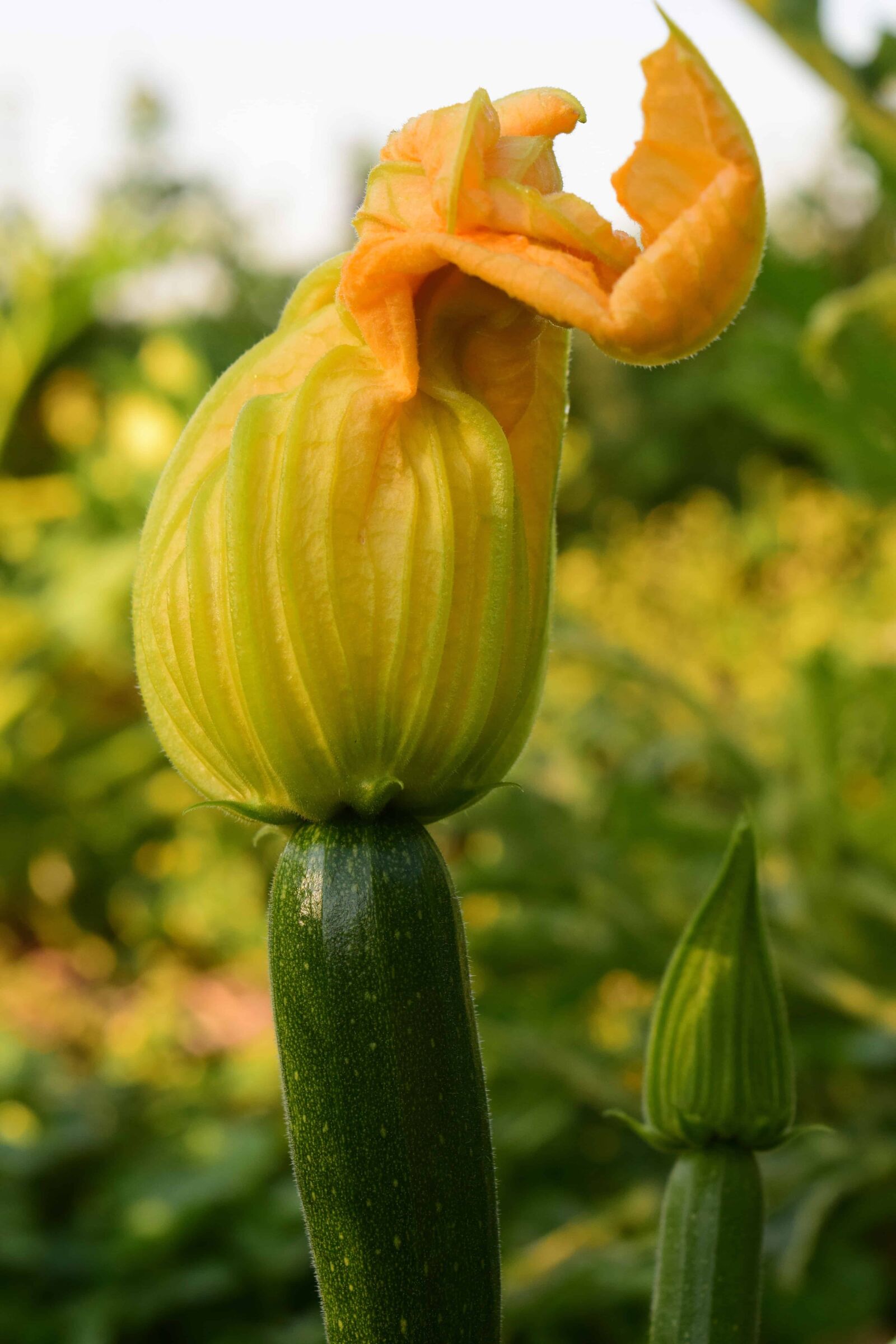 Nikon D3300 sample photo. Summer, garden, nature, leaf photography