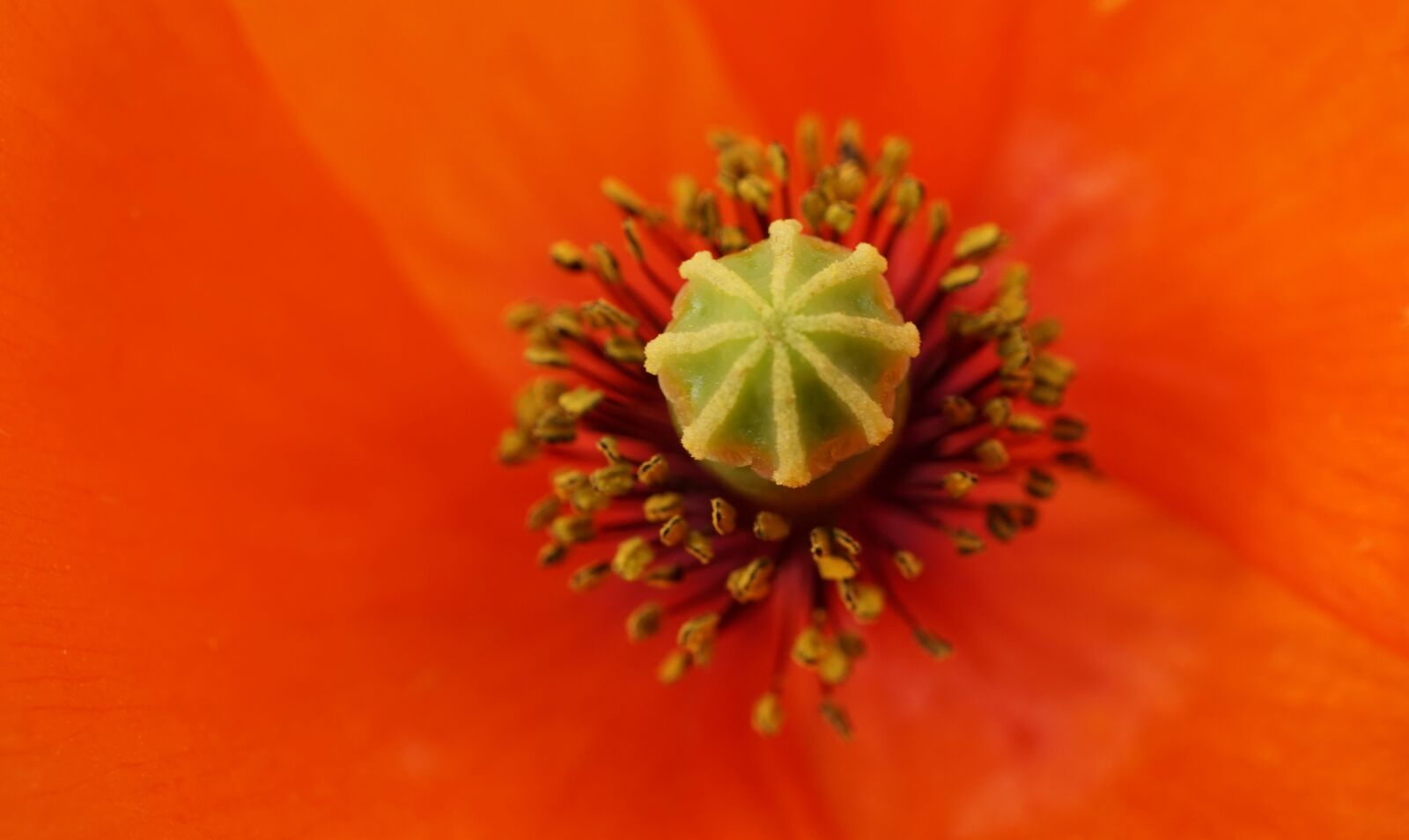 Sony E 30mm F3.5 Macro sample photo. Klatschmohn, red, poppy photography