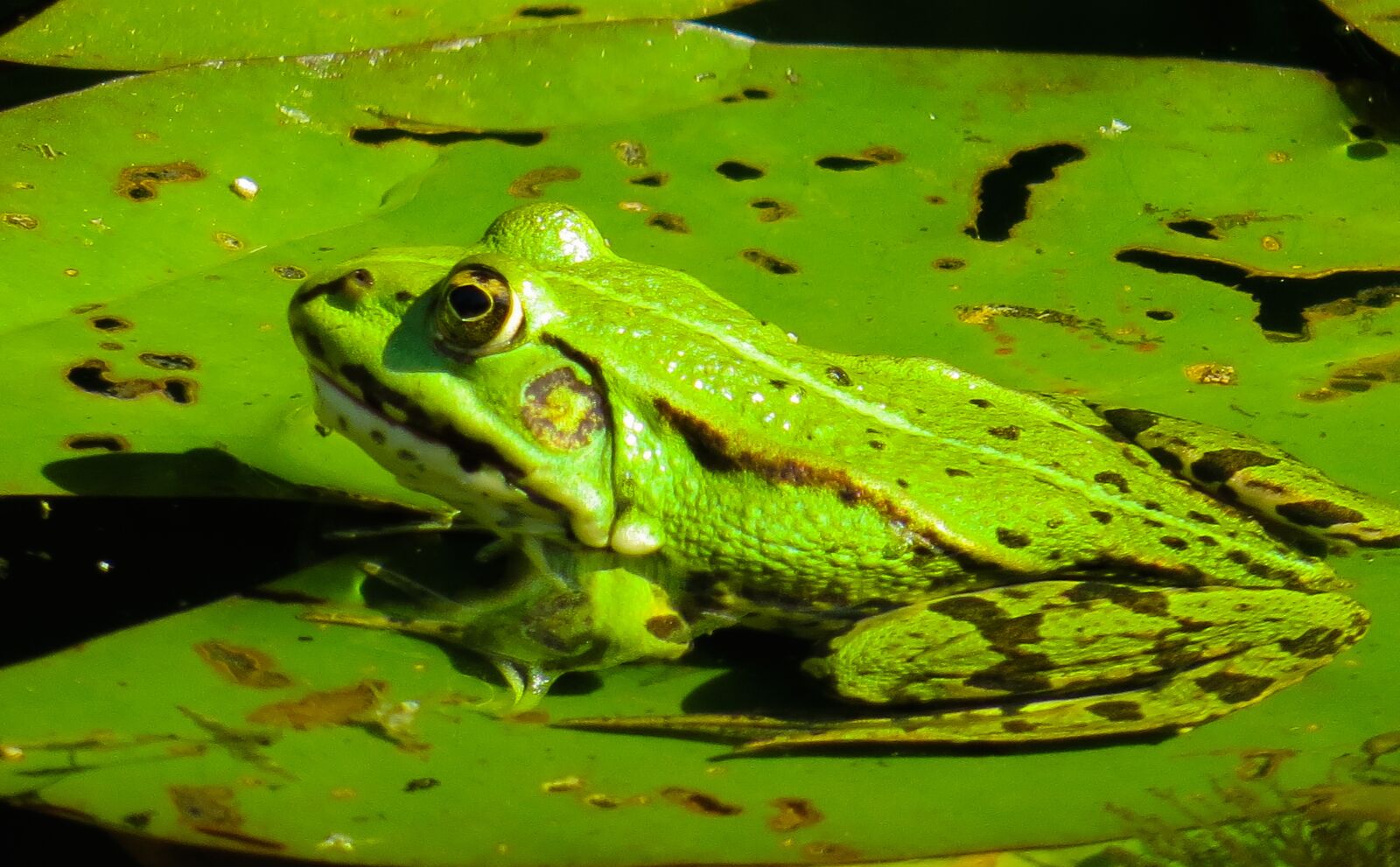 Canon PowerShot SX50 HS sample photo. Animal, nature, frog photography