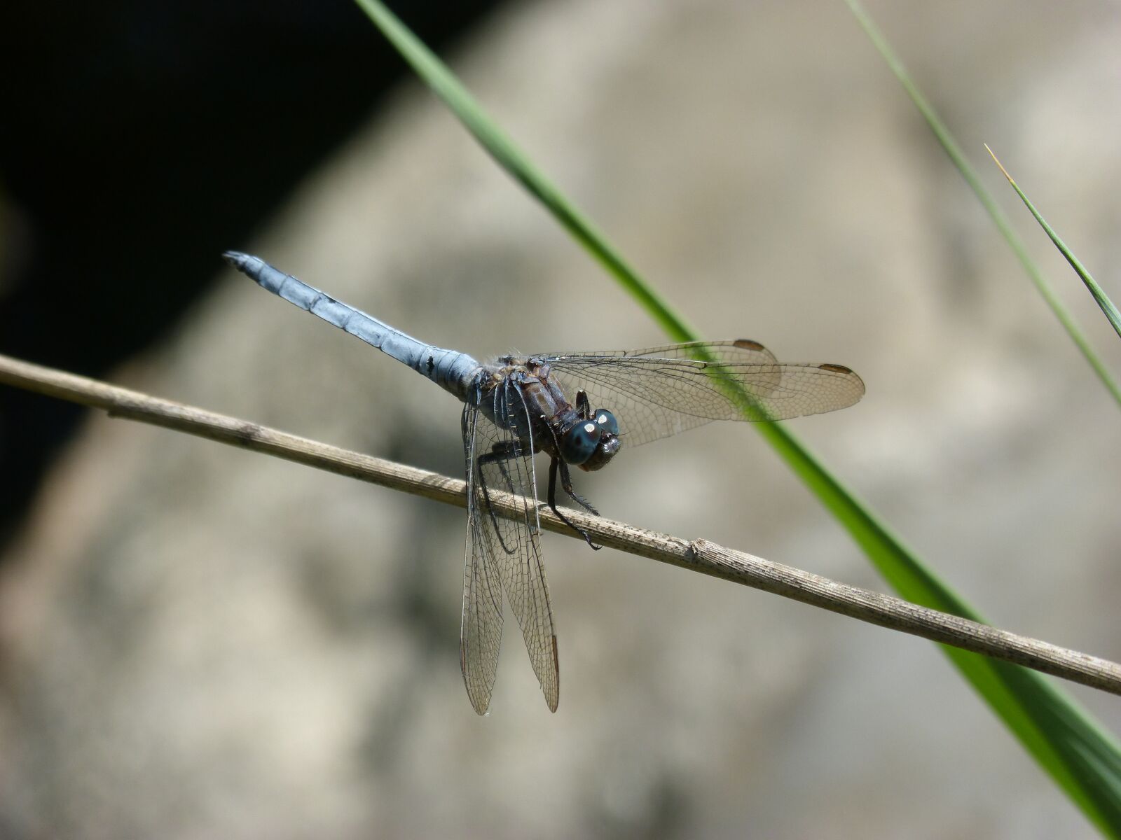 Panasonic DMC-FZ62 sample photo. Dragonfly, orthetrum brunneum, blue photography