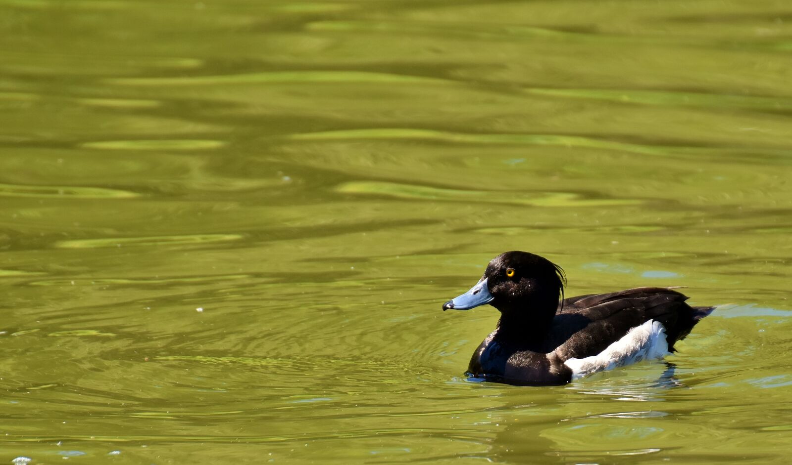 Nikon D7200 sample photo. Row pension, blue beak photography