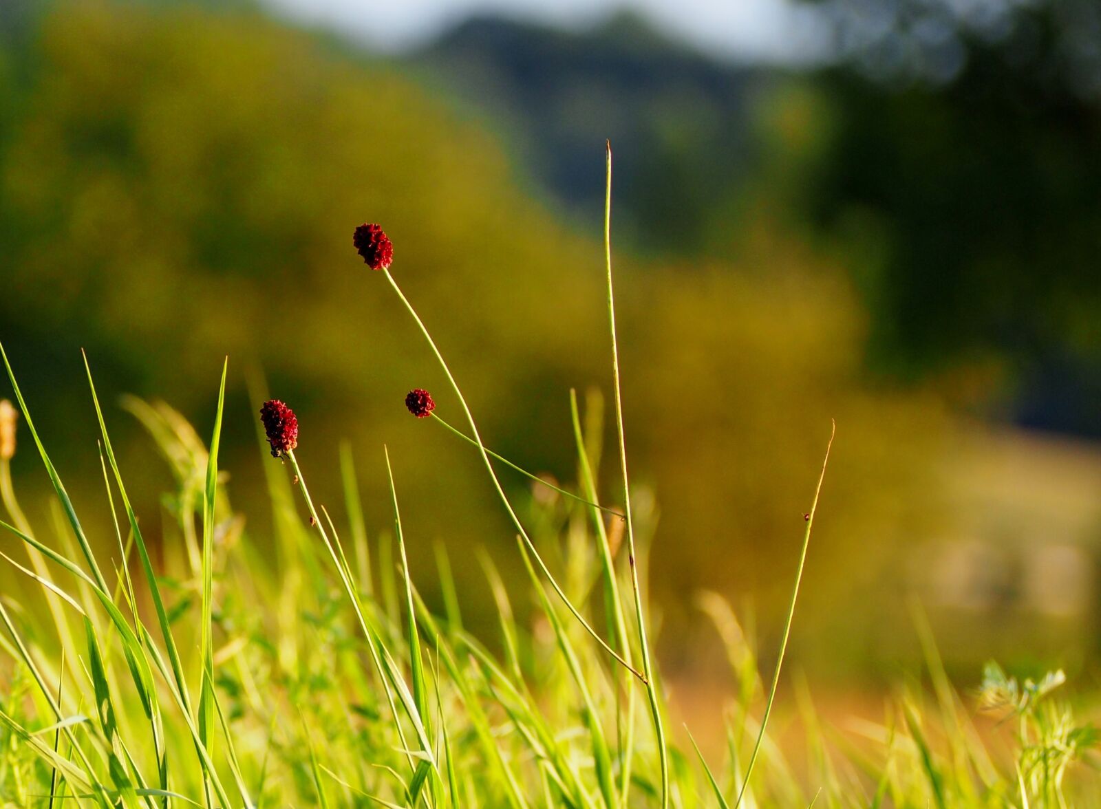 Olympus OM-D E-M10 sample photo. Grasses, grass, sunset photography