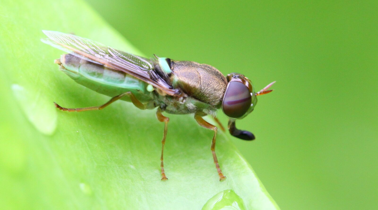 Canon EOS 50D sample photo. Insect, leaf, grasshopper photography