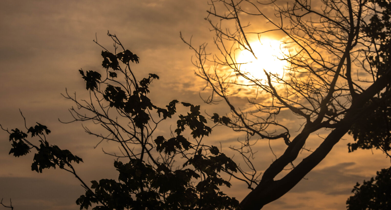 Nikon D3300 sample photo. Sun, tree photography