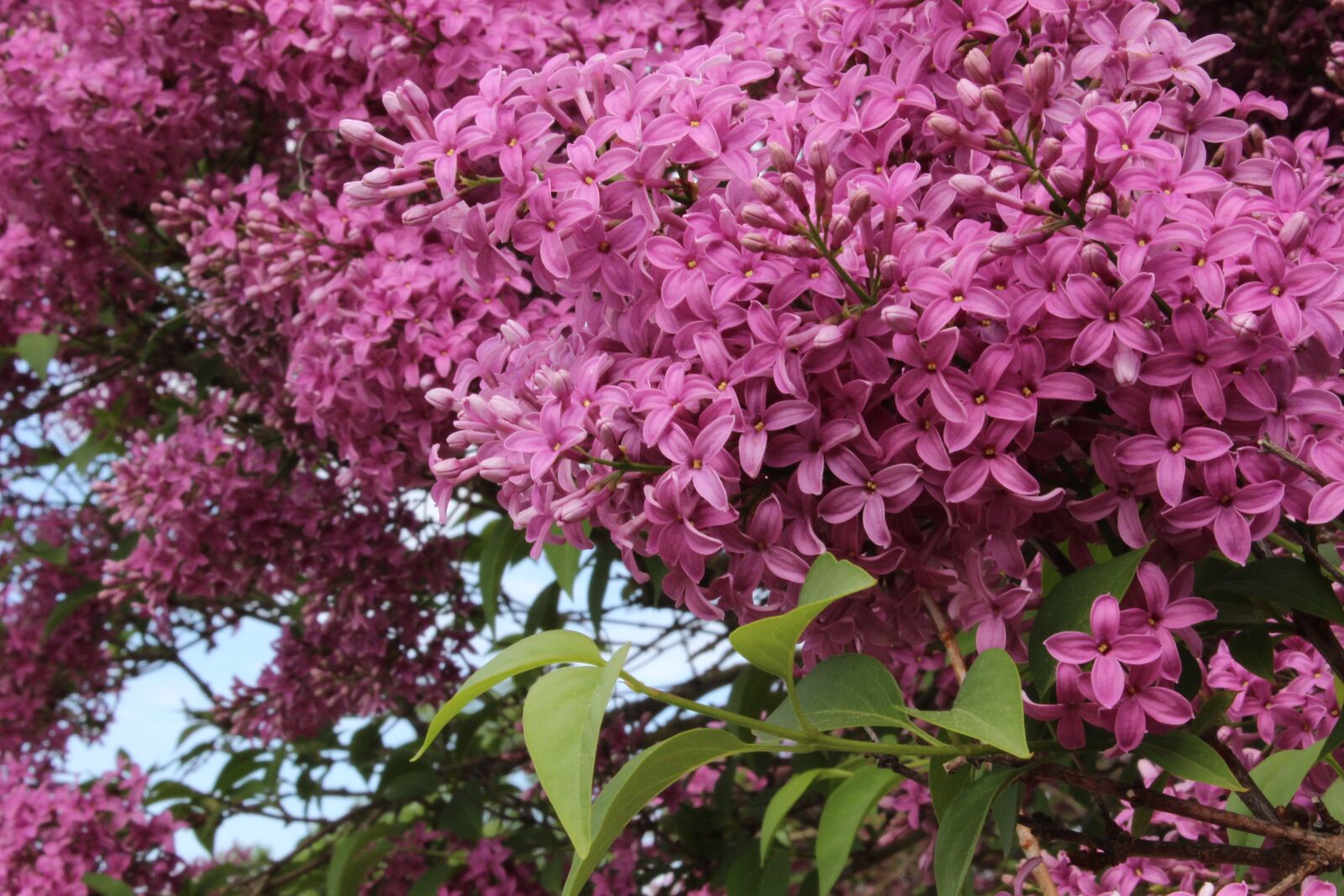 Canon EOS 600D (Rebel EOS T3i / EOS Kiss X5) sample photo. Lilac, pink, blossom photography