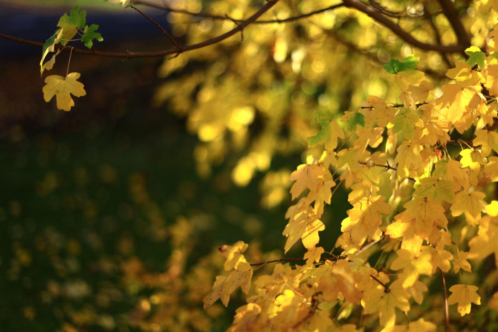 Canon EOS 5D Mark II sample photo. Leaf, nature, tree photography