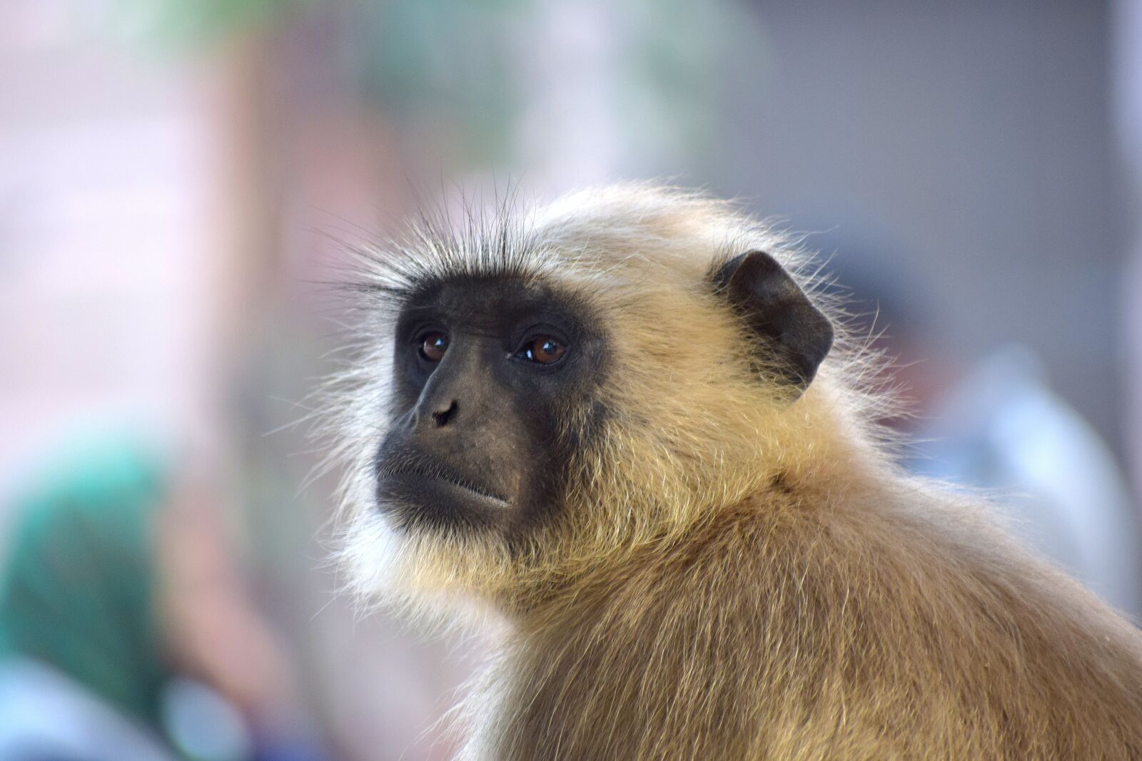 Nikon D3300 sample photo. Monkey, wildlife, mammal photography